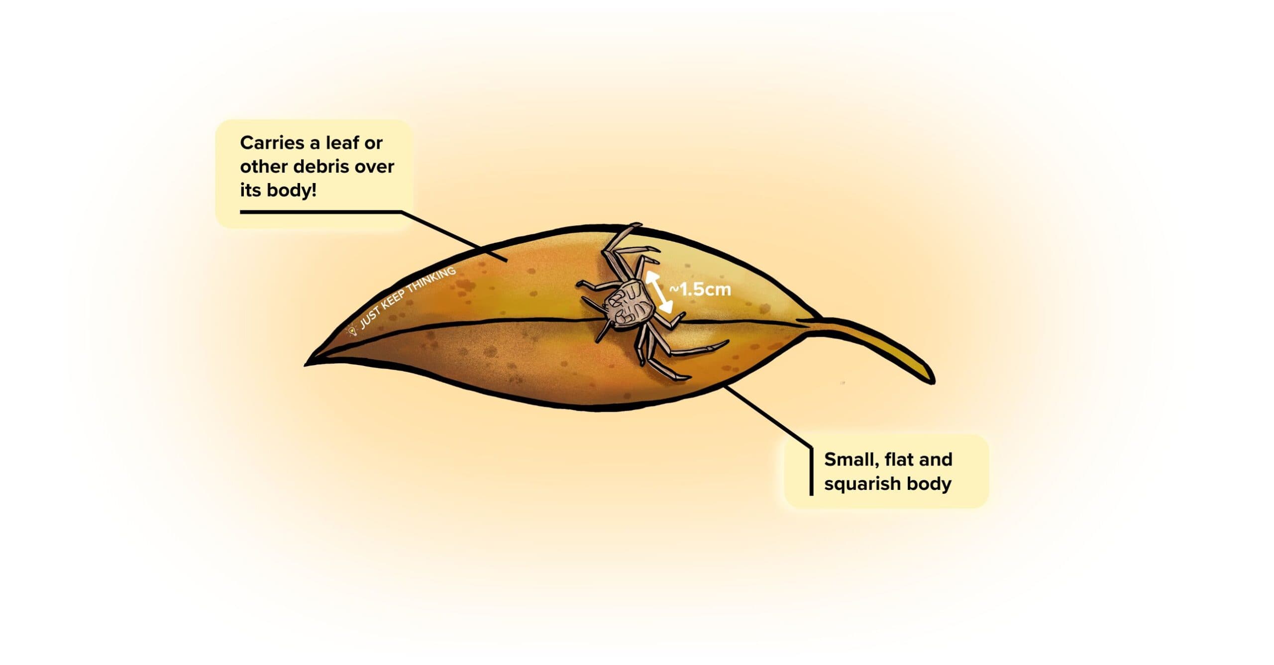 Leaf porter crab_Infographic
