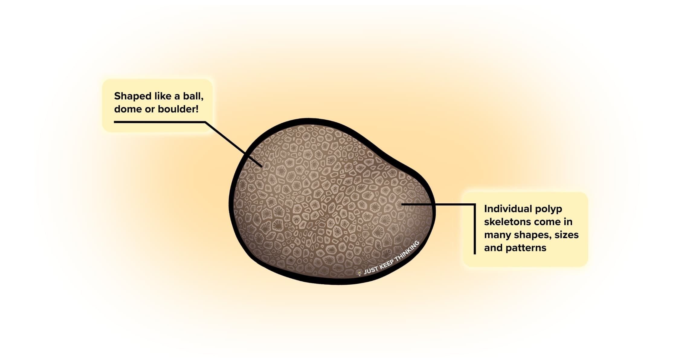 Massive corals_Animal infpgraphic
