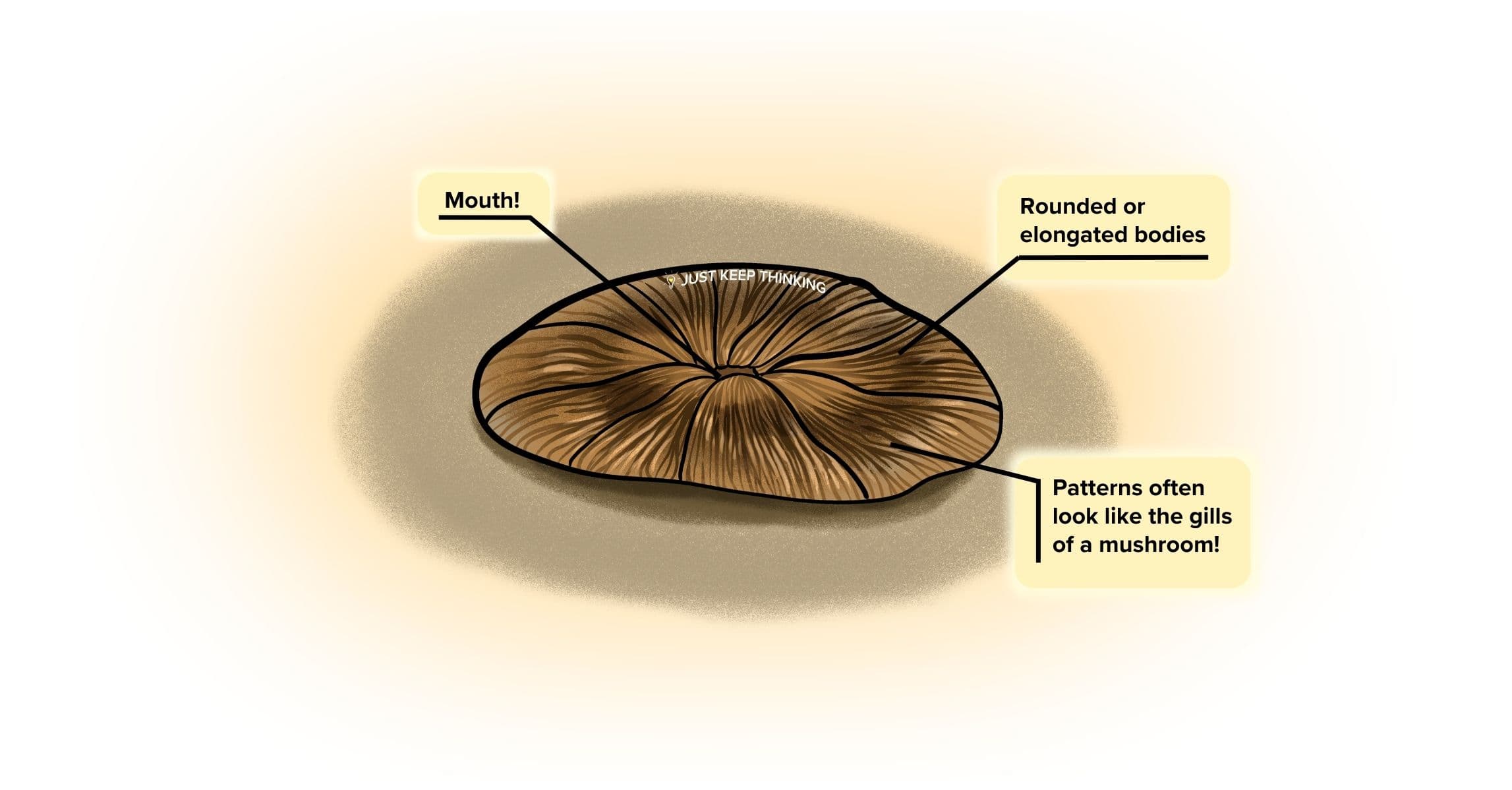 Mushroom coral_Infographic