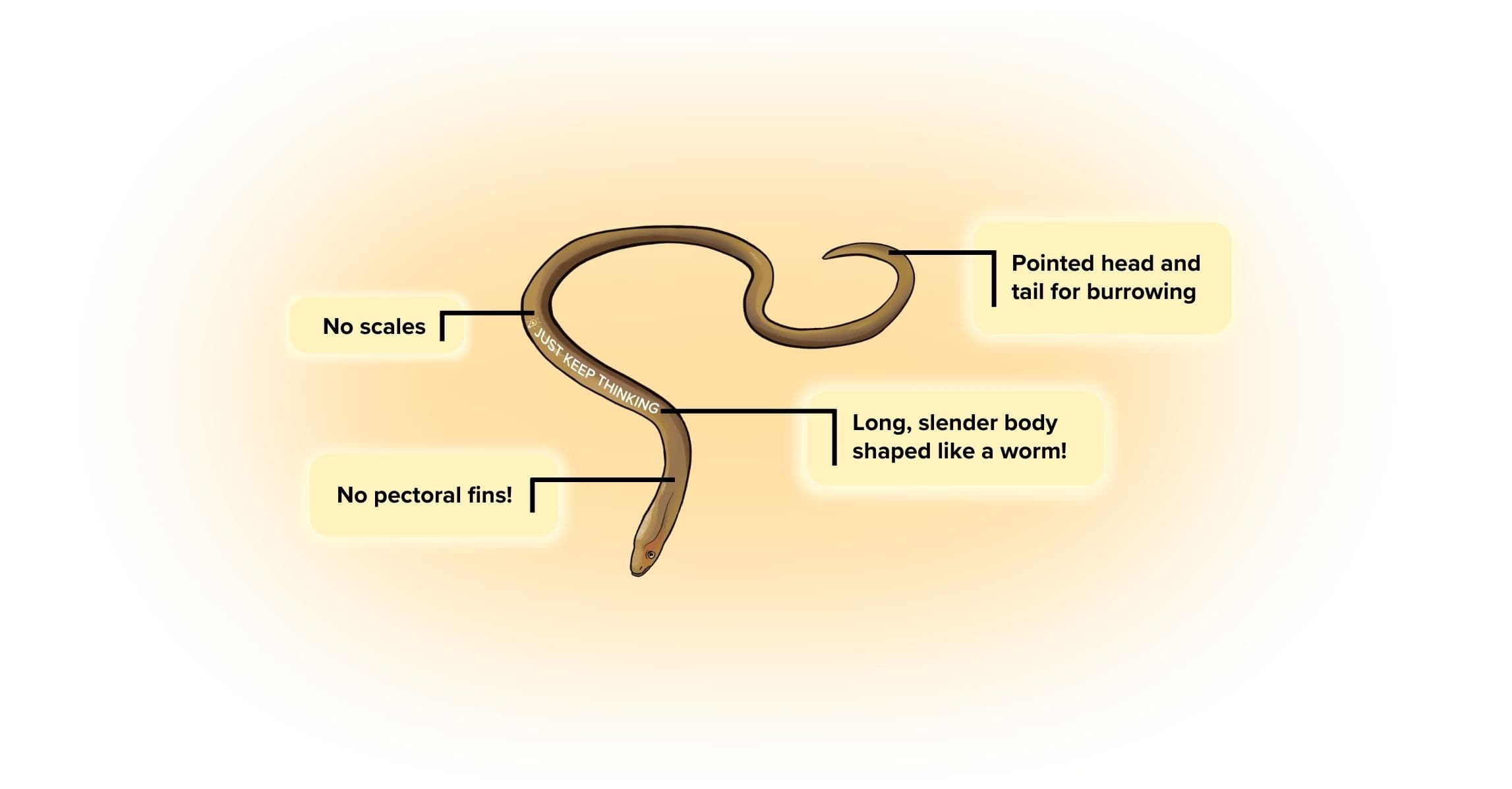 Narrow Worm-eel_Animal Infographic