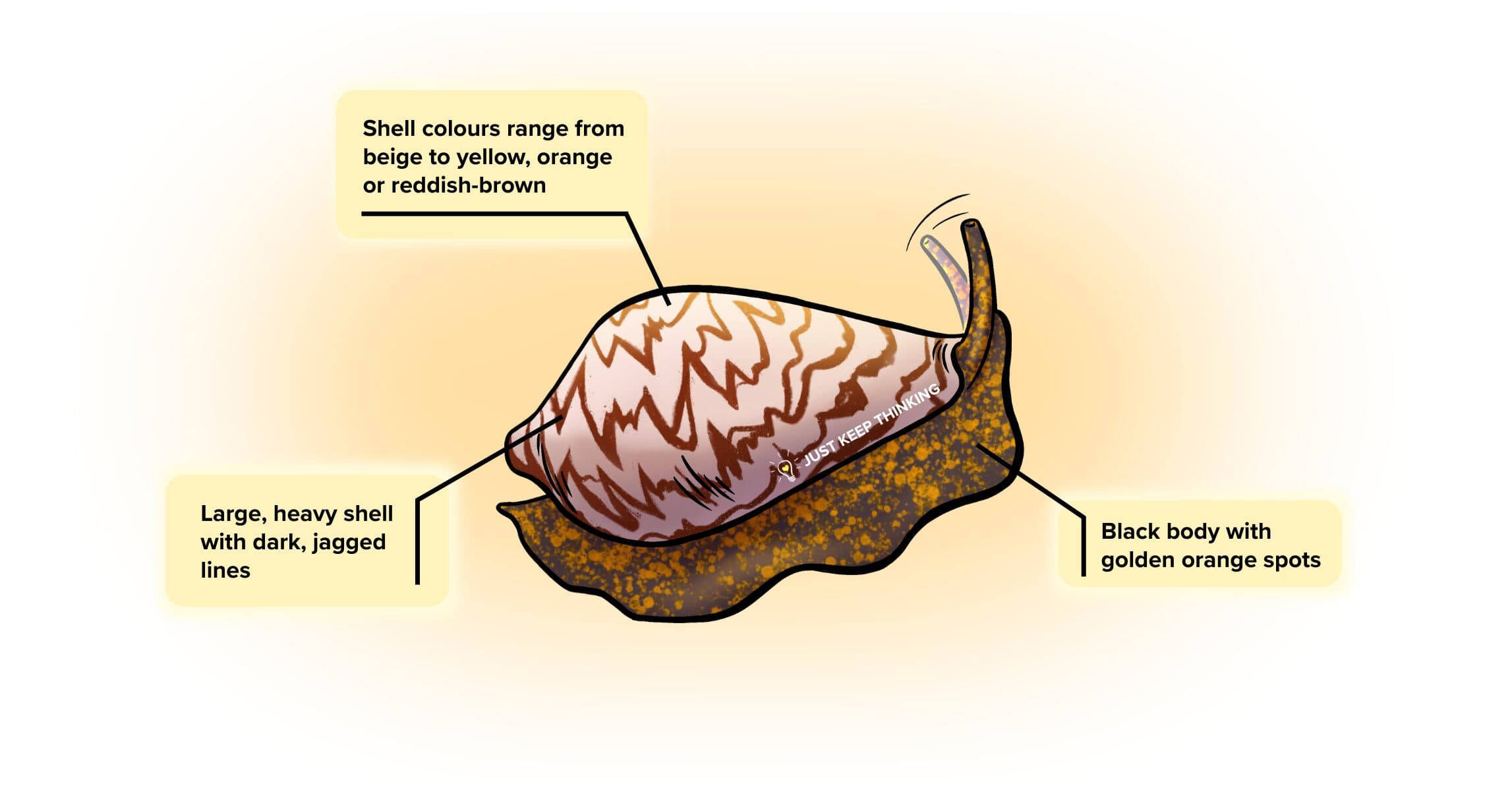 Noble Volute_infographic