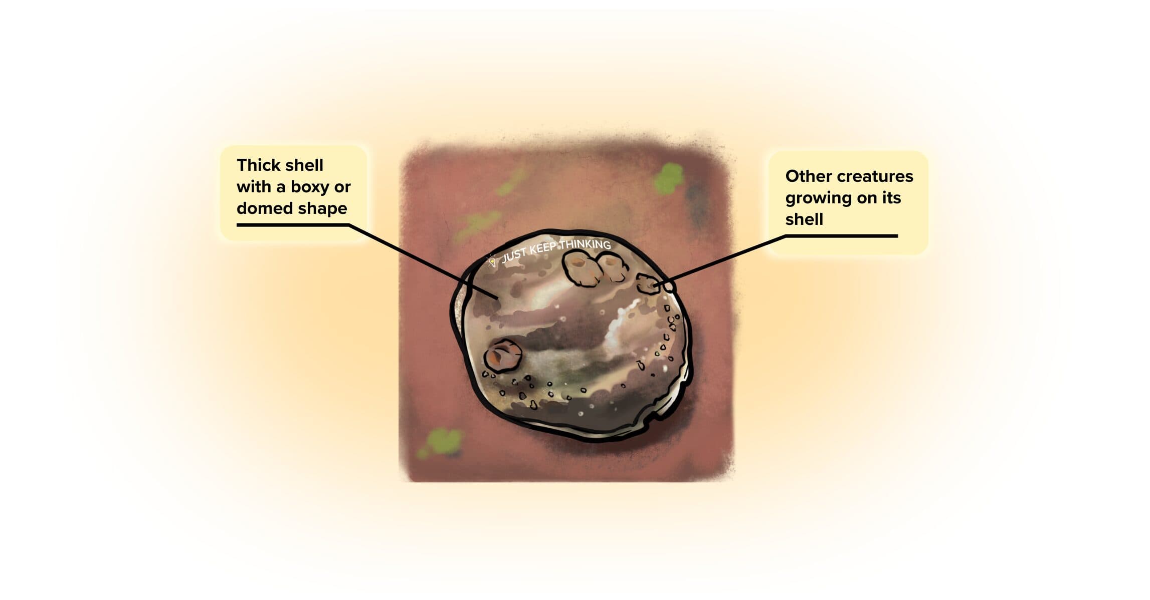Plain Rock Oyster_Animal Infographic