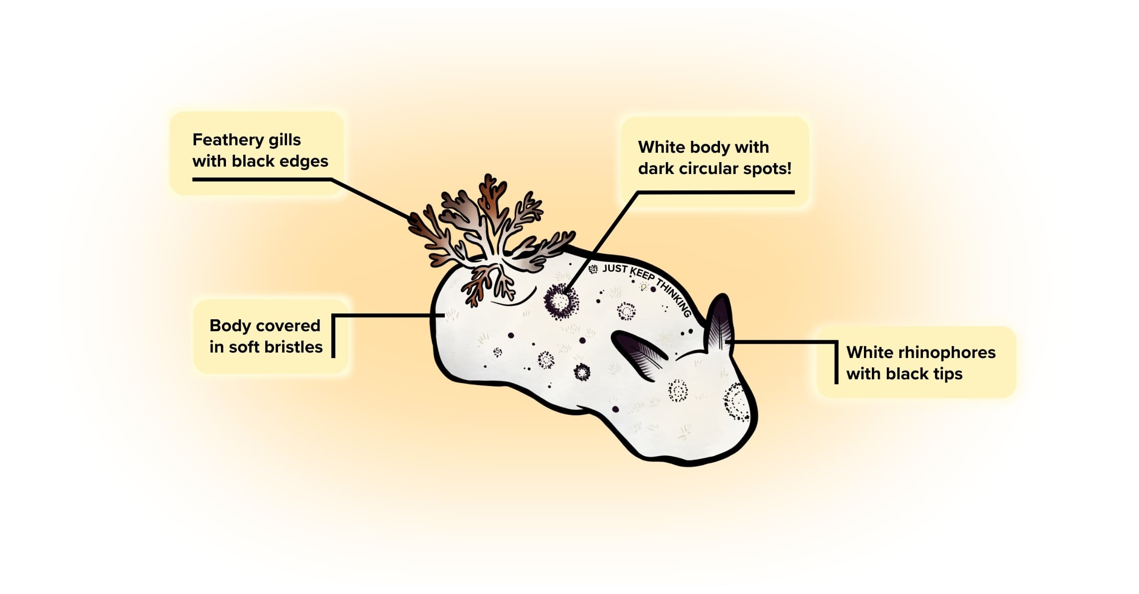 Polka-Dotted Nudibranch_Animal infographic