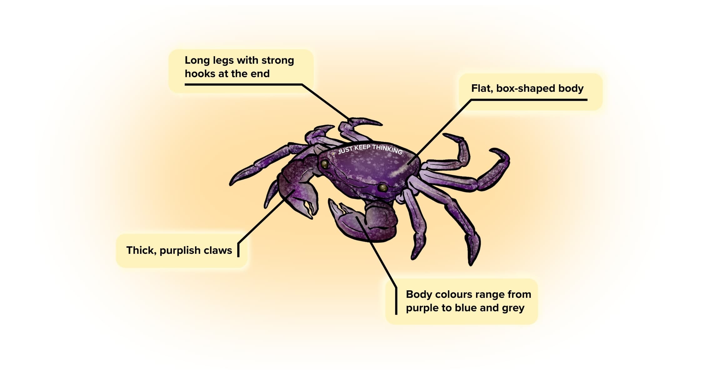 Purple climber crab_Animal infographic
