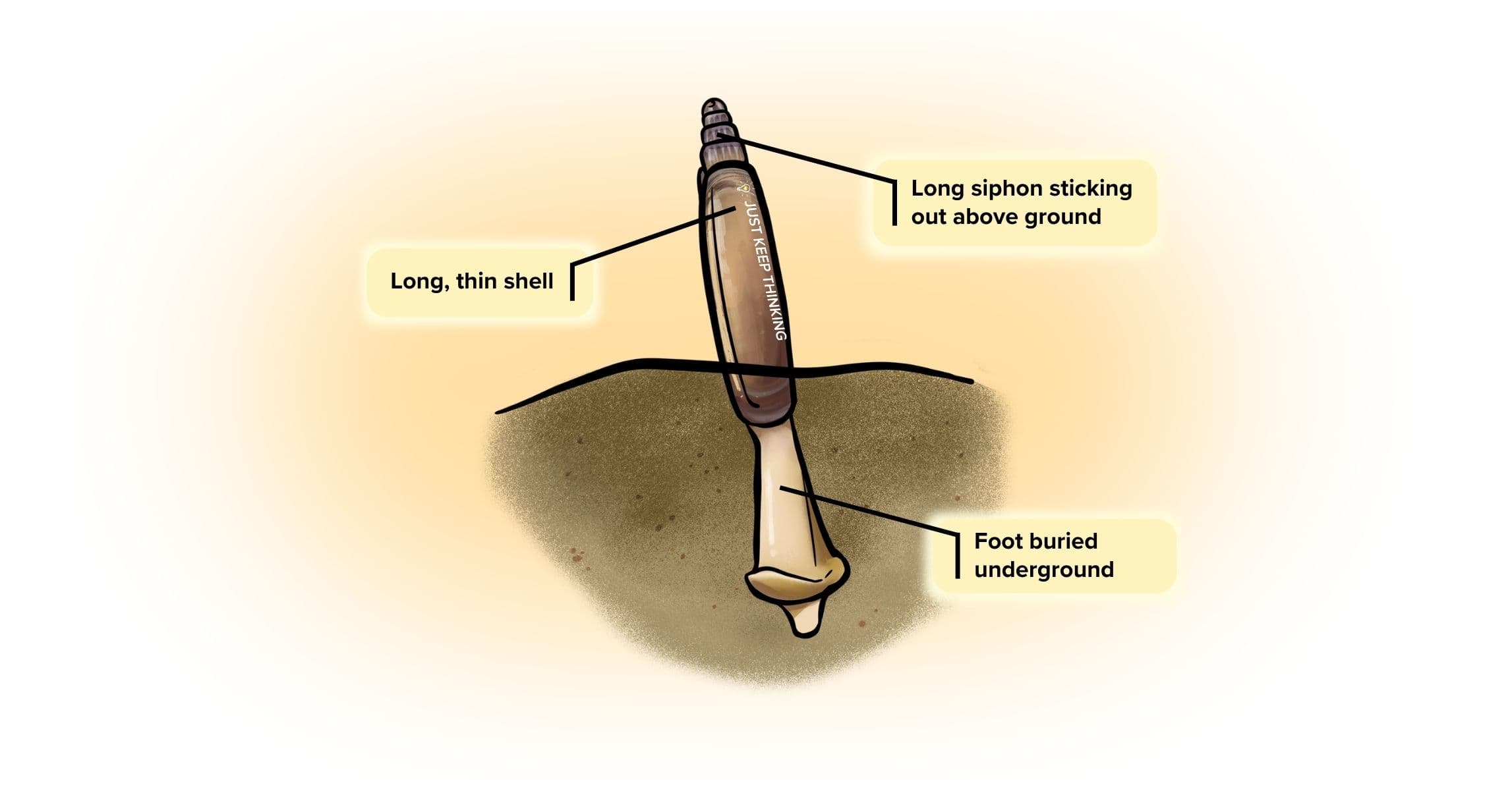 Razor clam_Infographic