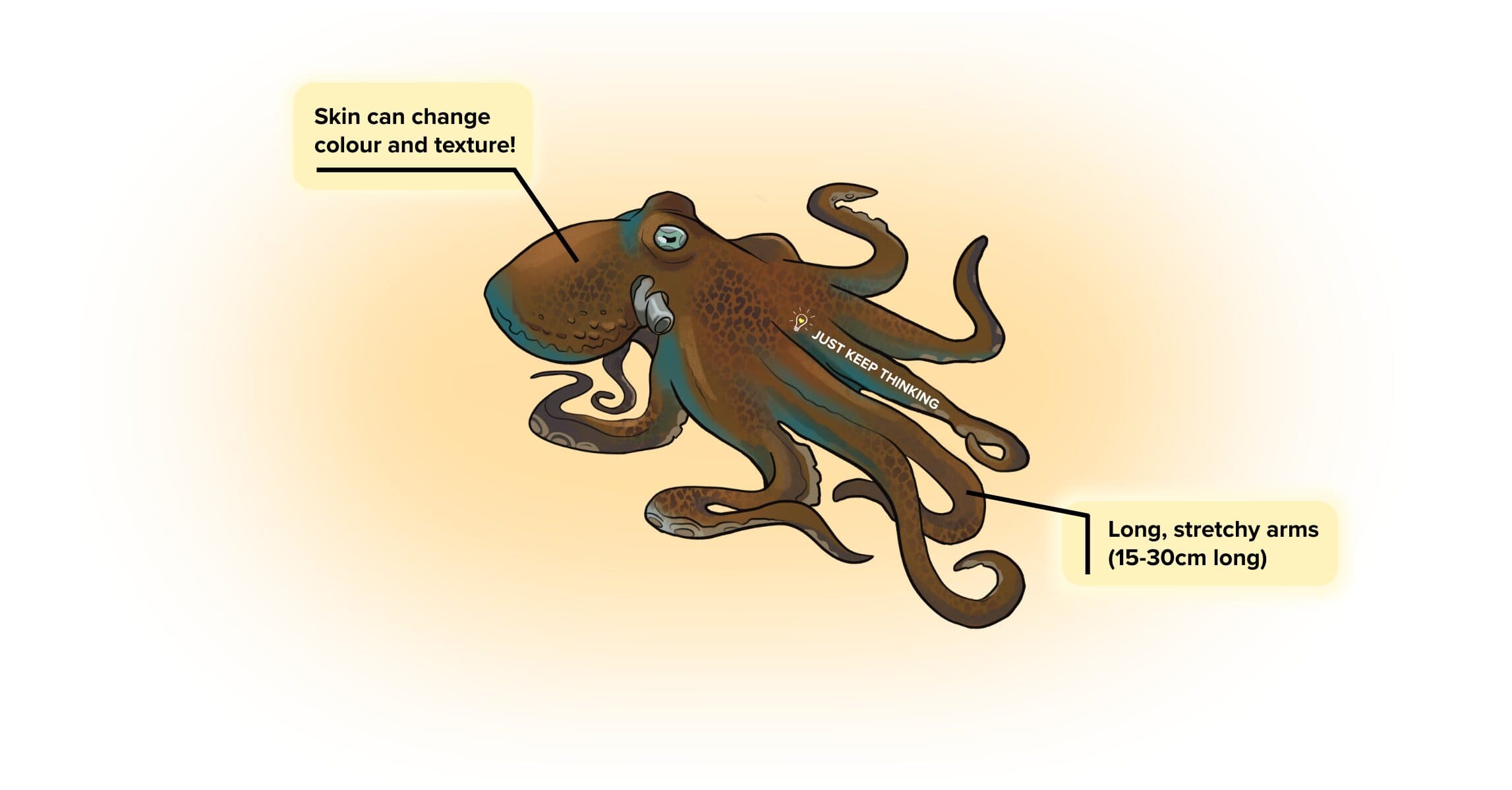 Reef Octopus_infographic