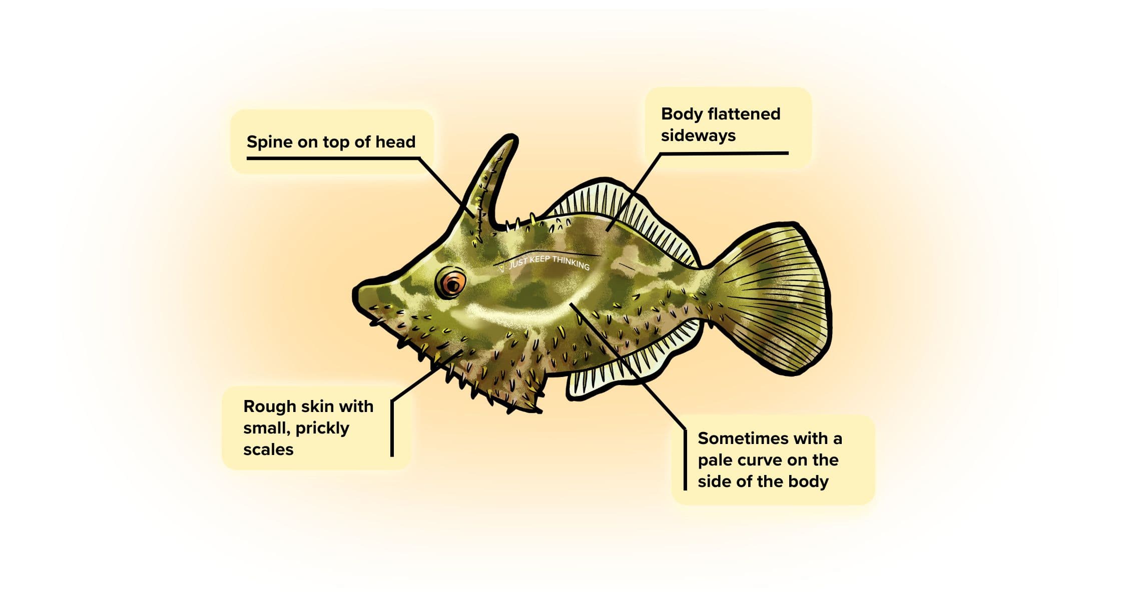 Seagrass filefish_Infographic