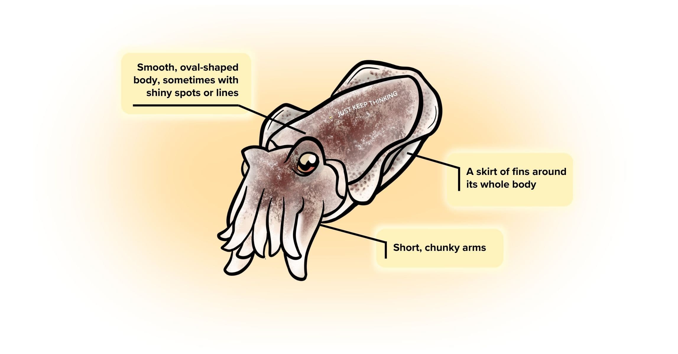 Smooth cuttlefish_Infographic