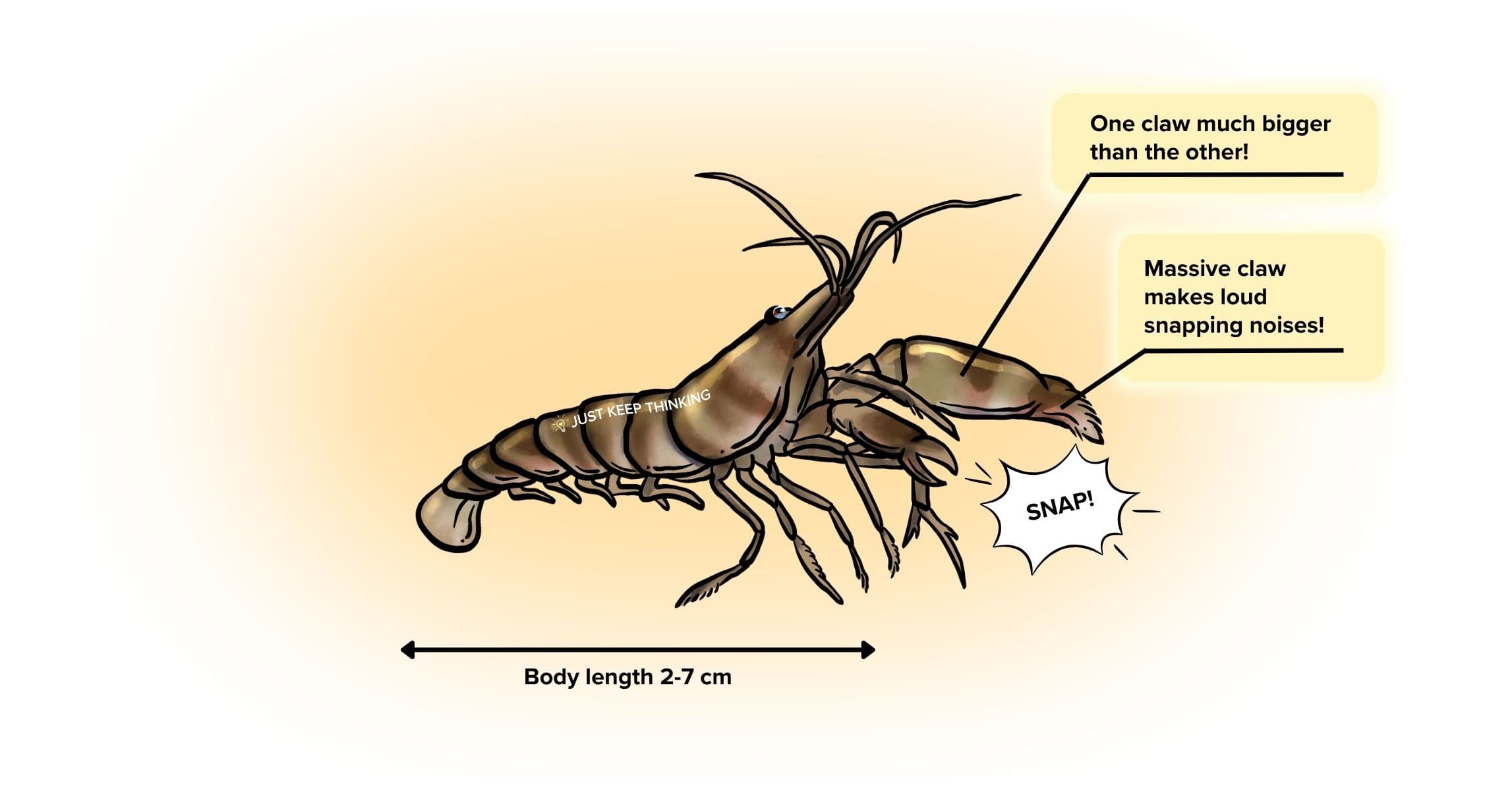 Snapping shrimp_Infographic