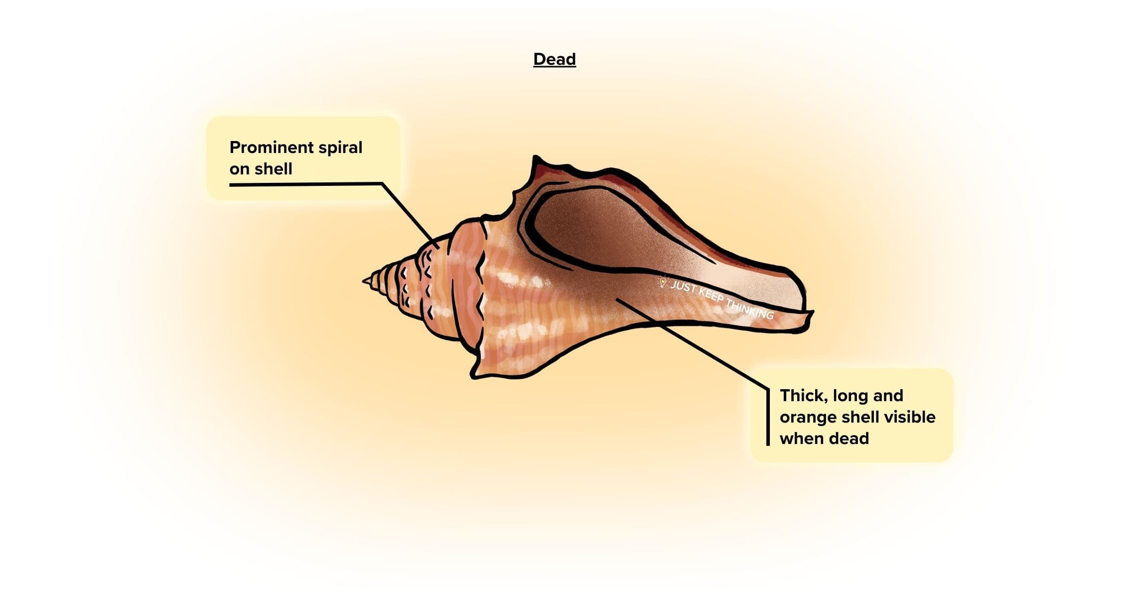 Spiral Melongena_Dead_Infographic