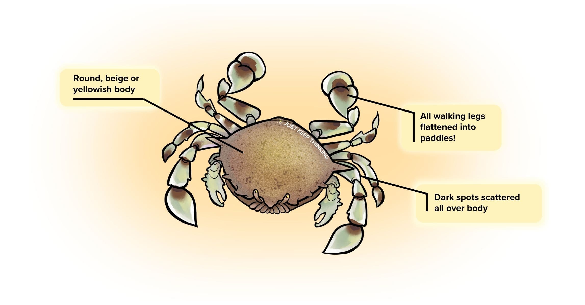 Spotted moon crab_infographic