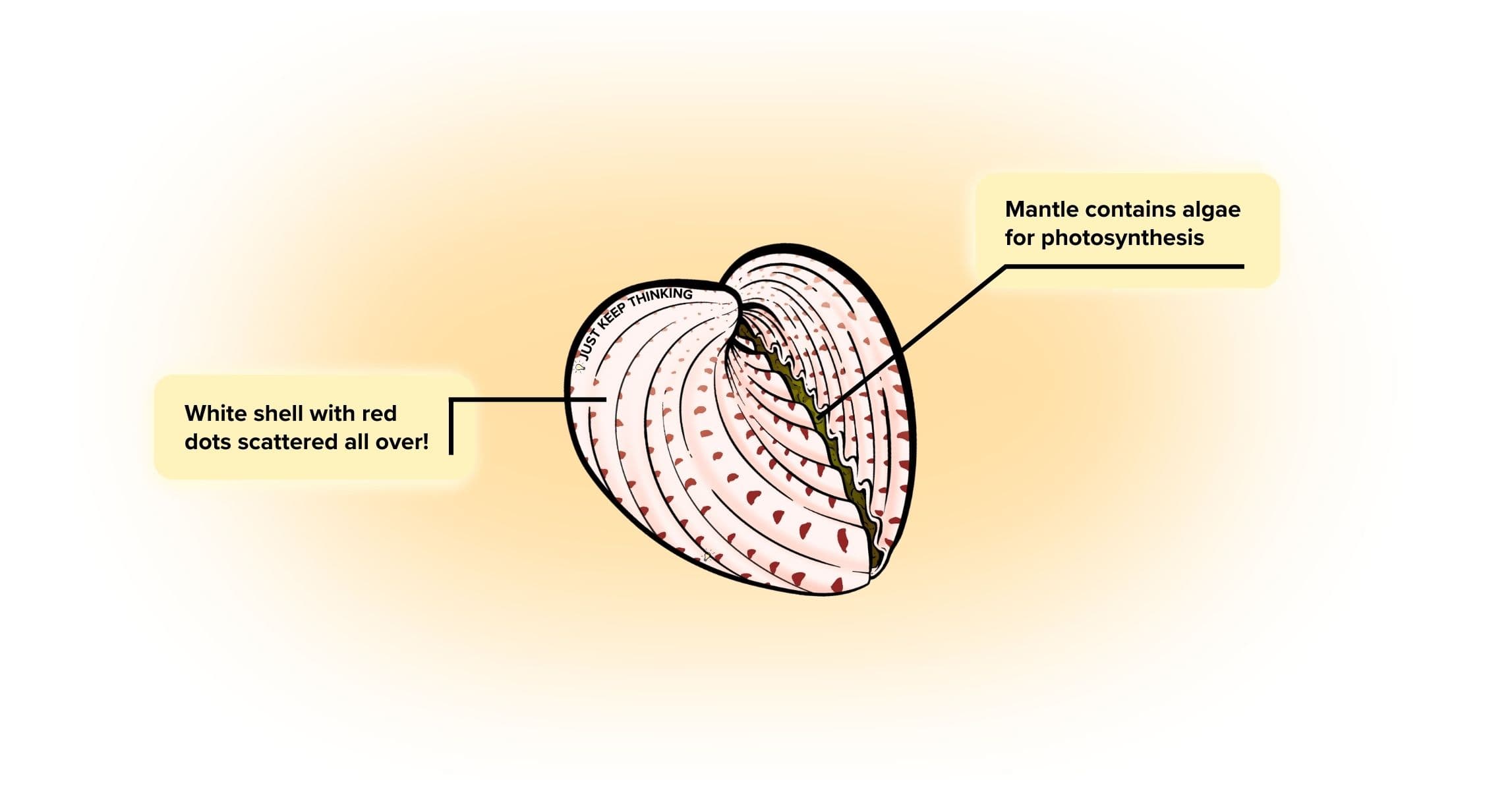 Strawberry cockle_Animal Infographic