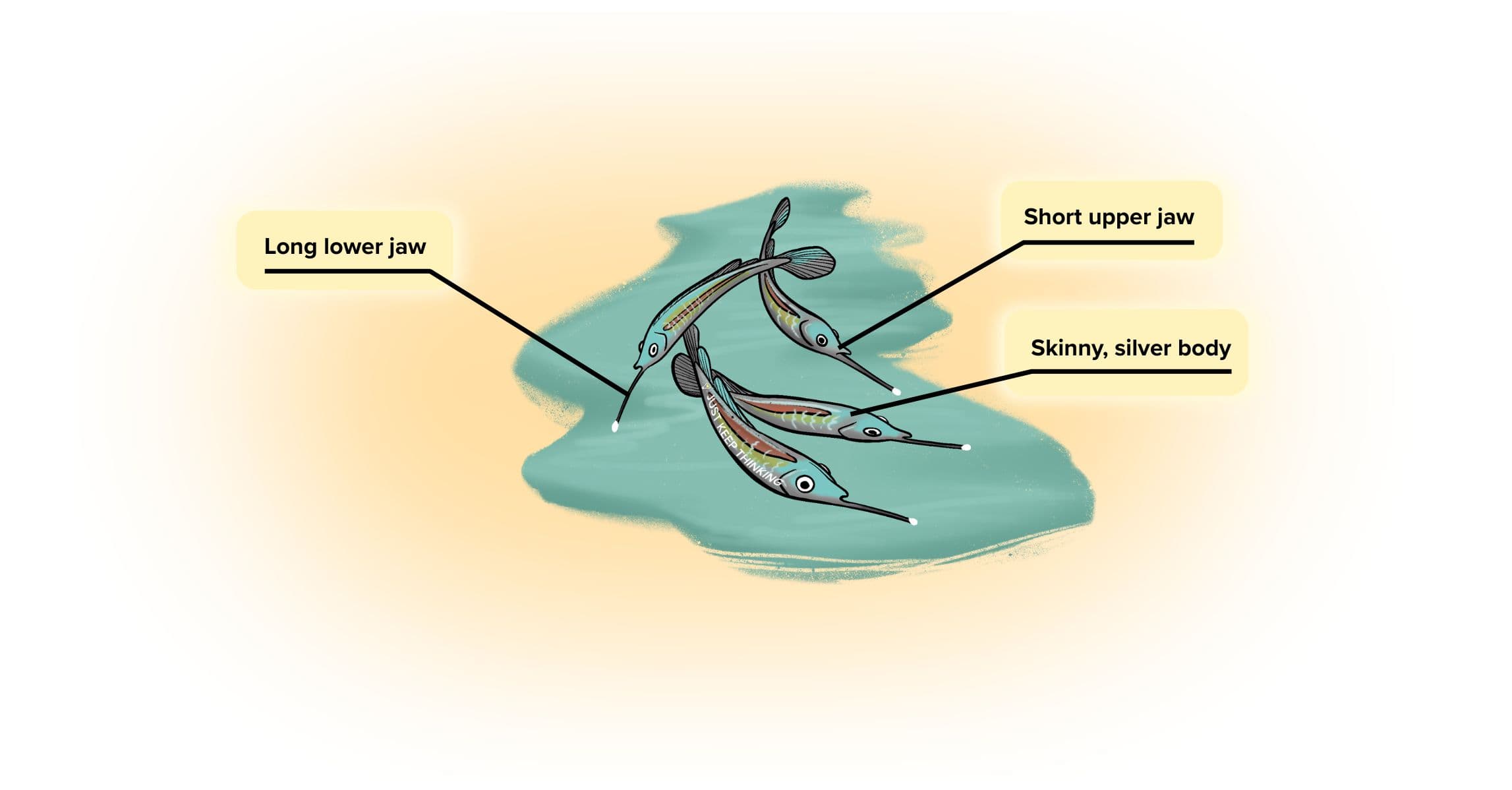 Striped nose halfbeak_Animal Infographic