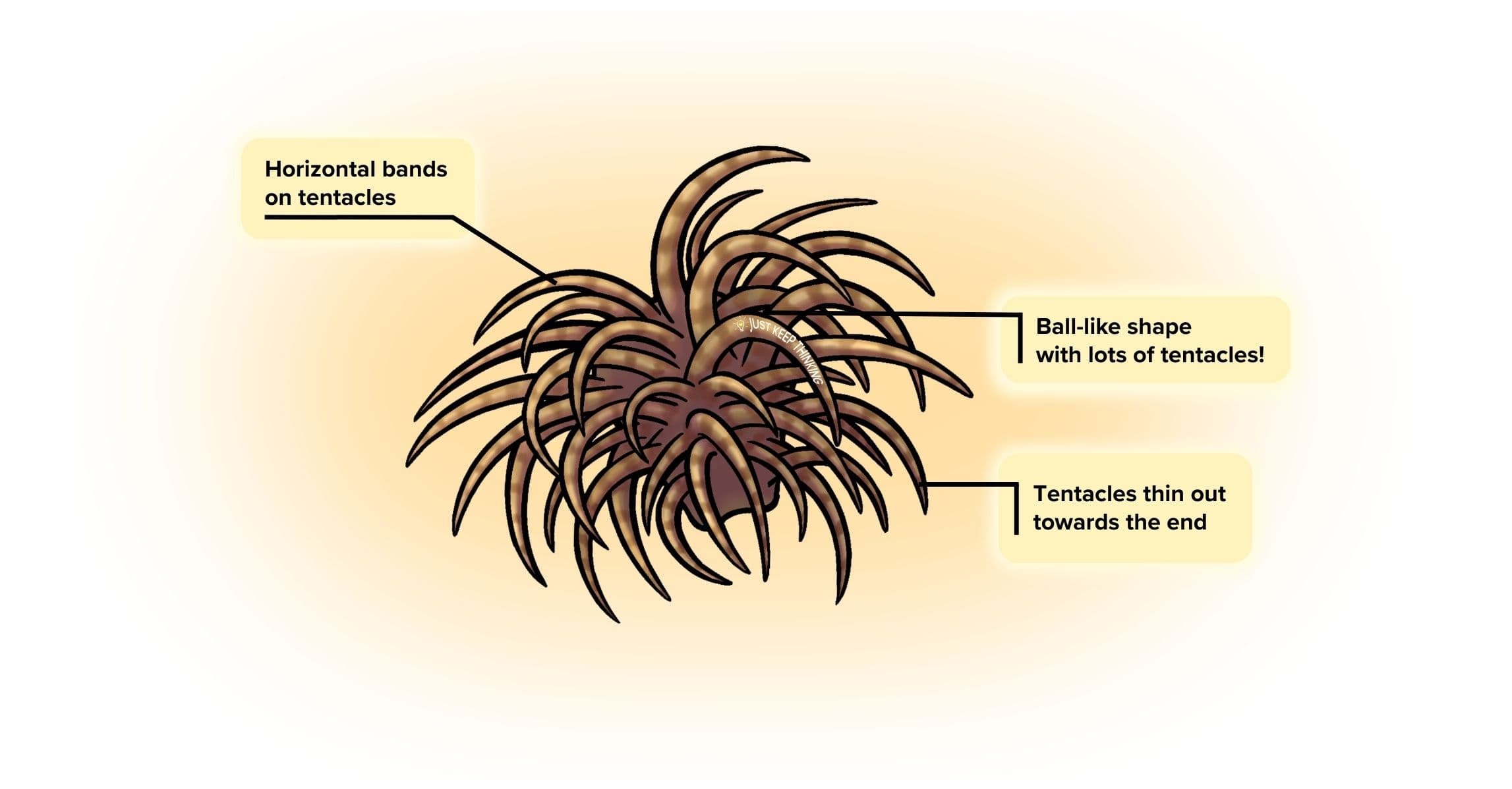 Swimming Anemone_Animal Infogrpahic