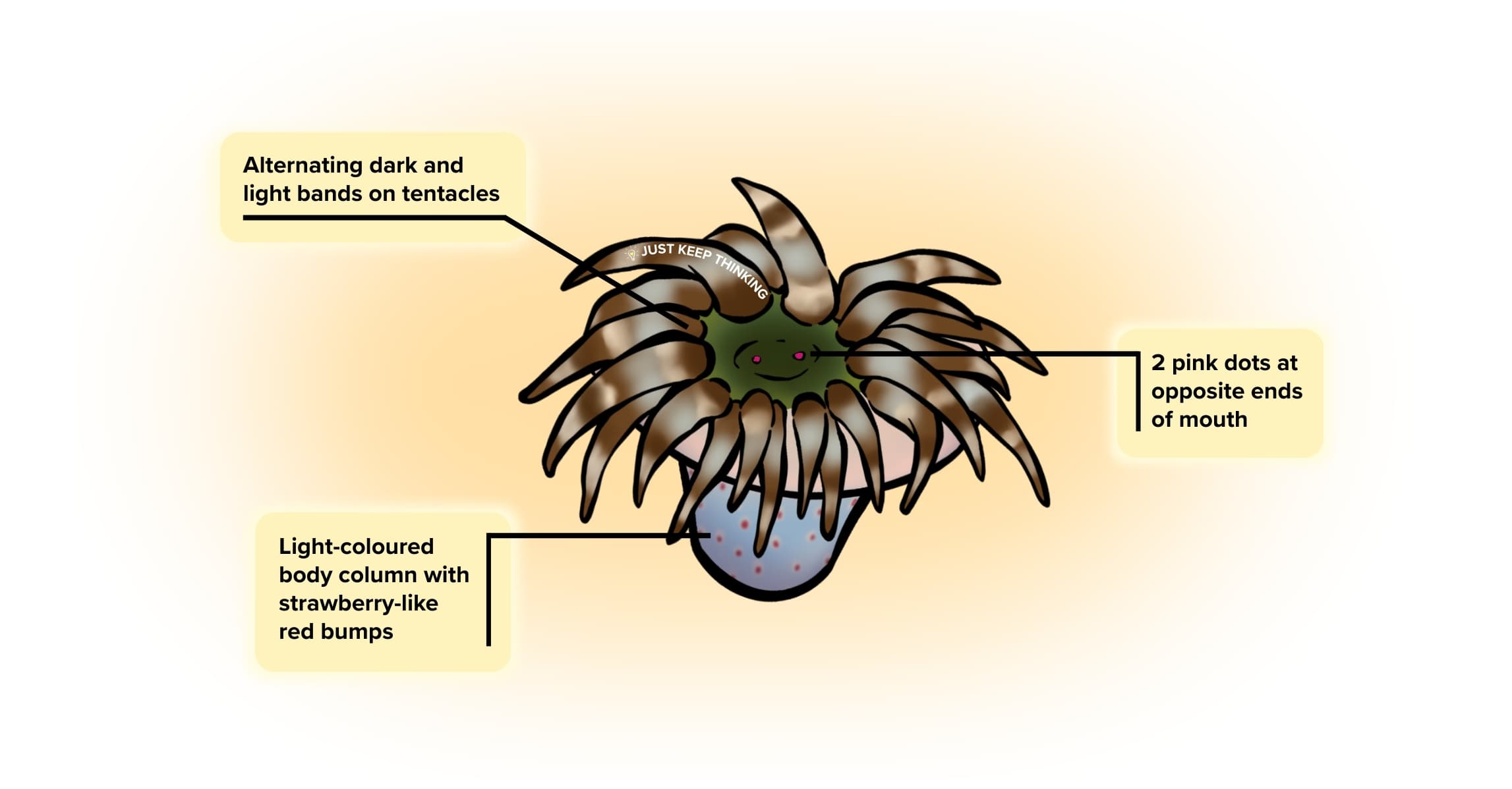 Tiger anemone_Animal infographic