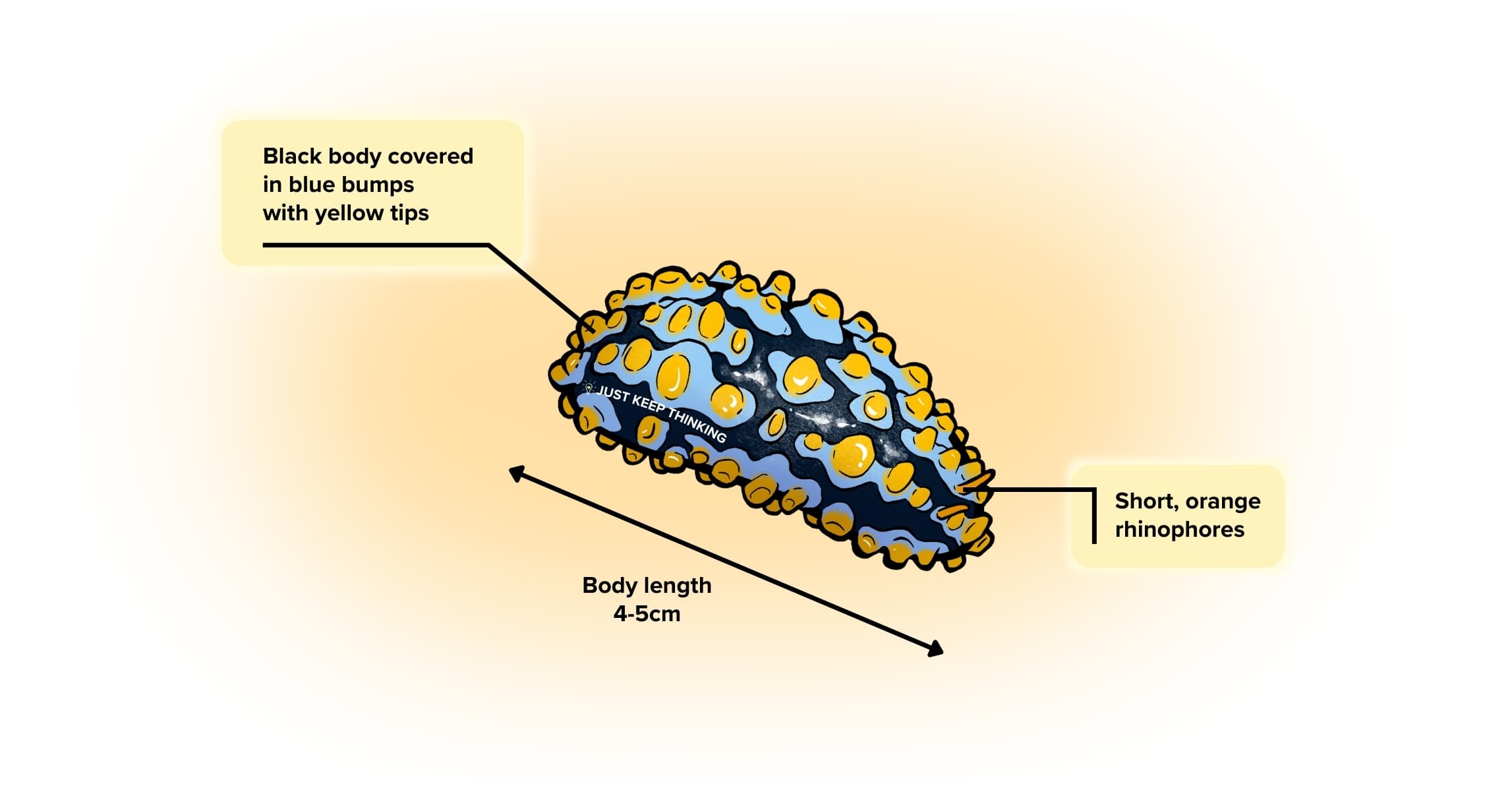 Varicose Phyllid Nudibranch_Animal infographic