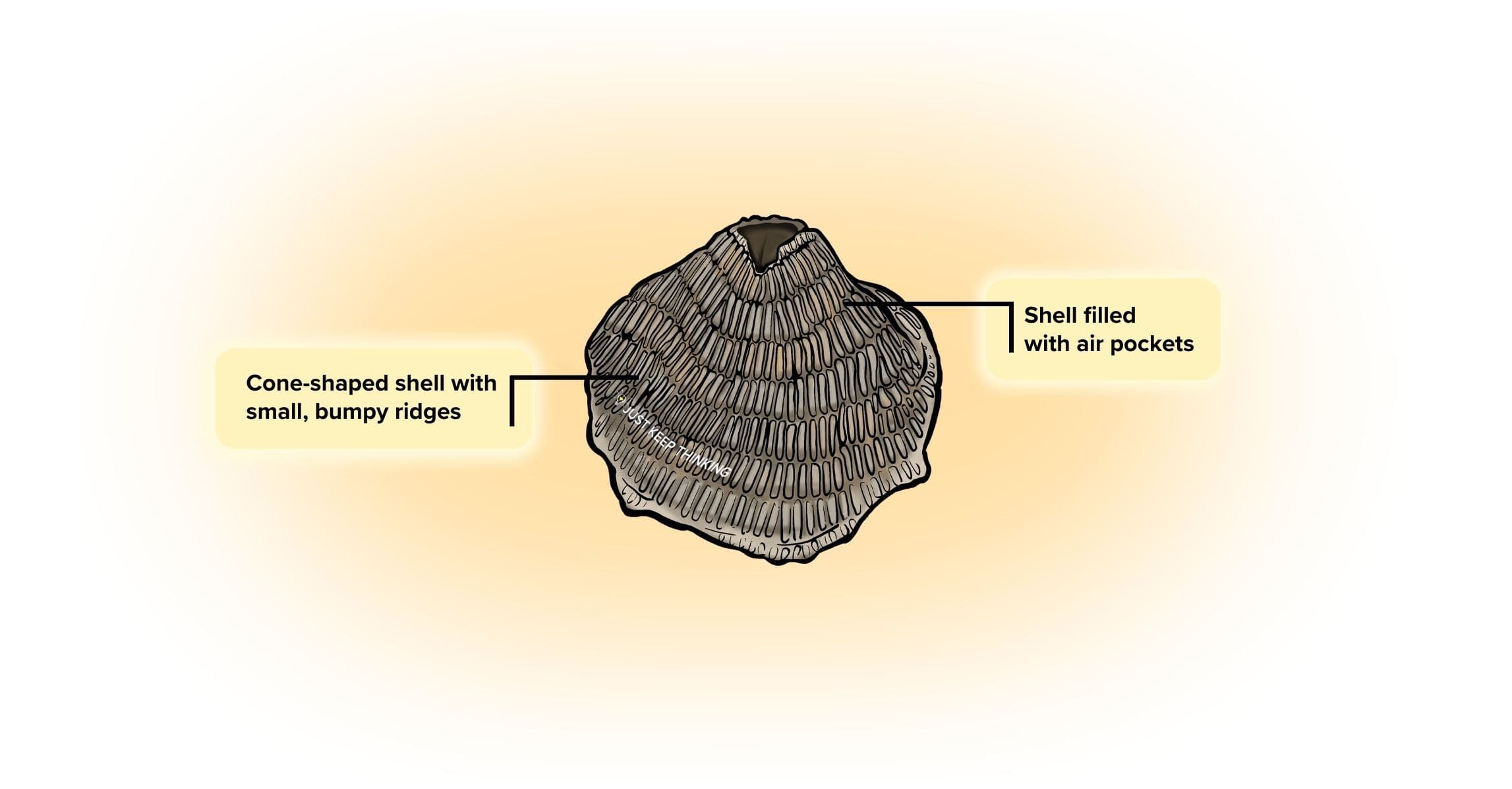 Volcano Barnacle_Animal Infographic