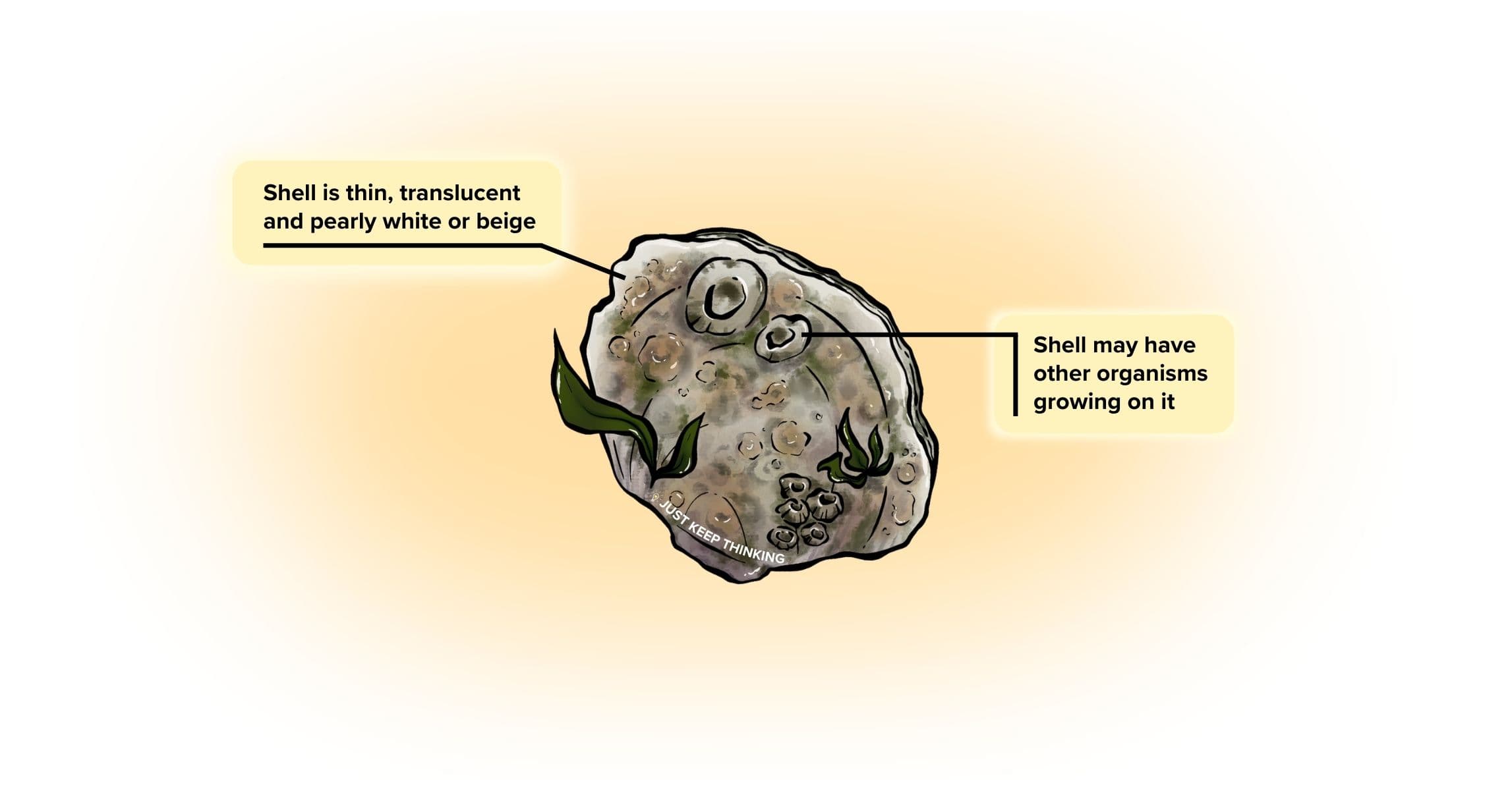 Windowpane clam_Animal Infographic