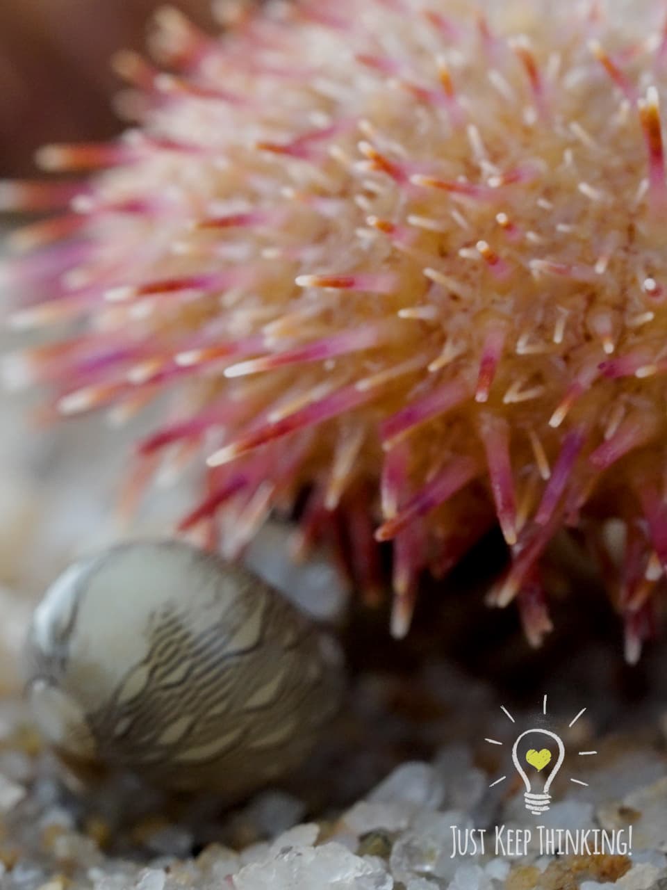 04_Passion Salmacis Urchin_GradedJKT
