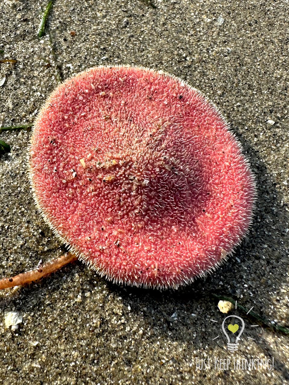 04_Pink Sand Dollar_GradedJKT