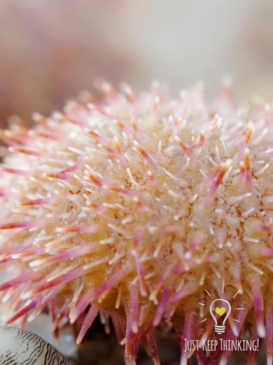05_Passion Salmacis Urchin_GradedJKT