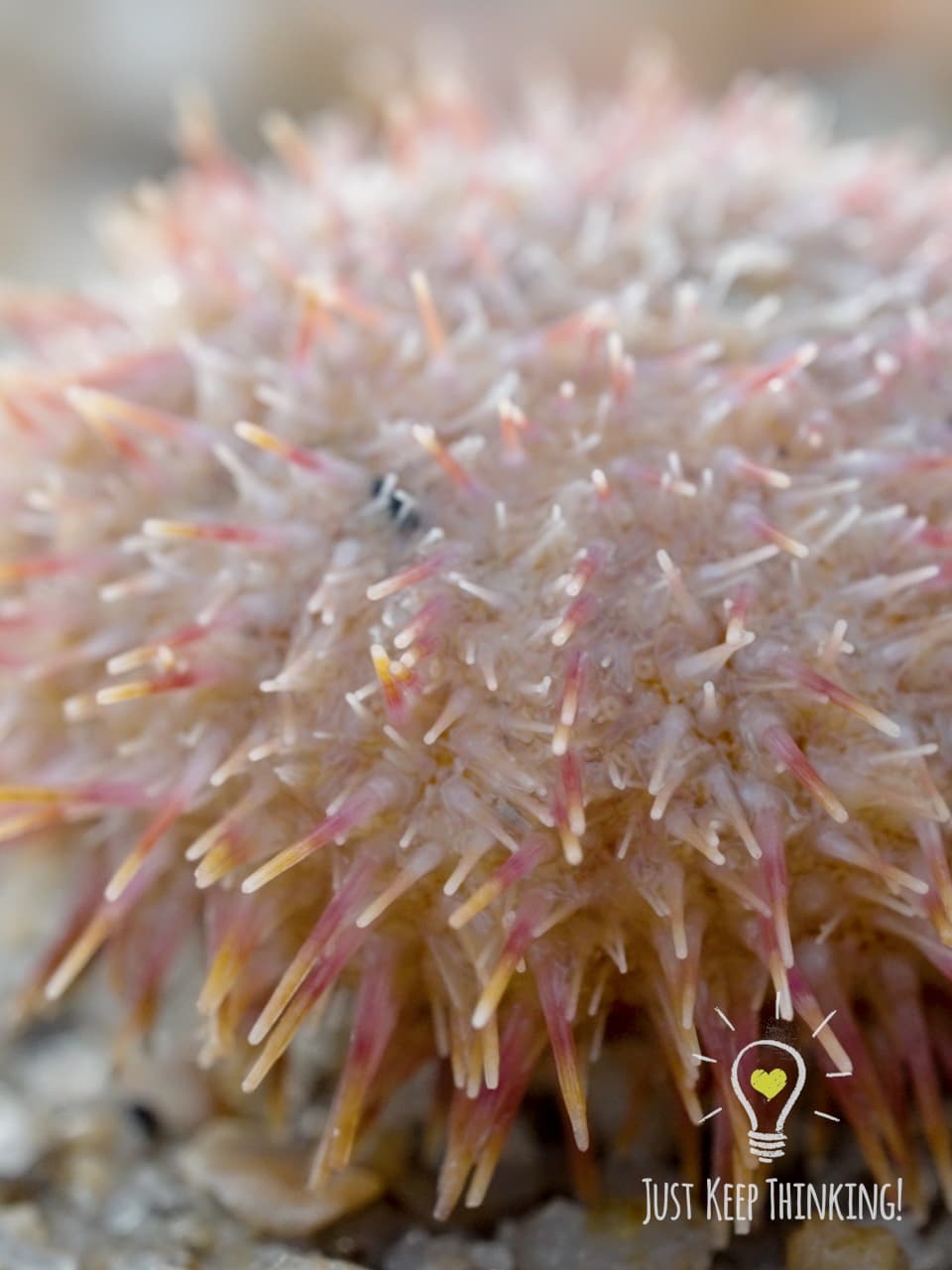 07_Passion Salmacis Urchin_GradedJKT