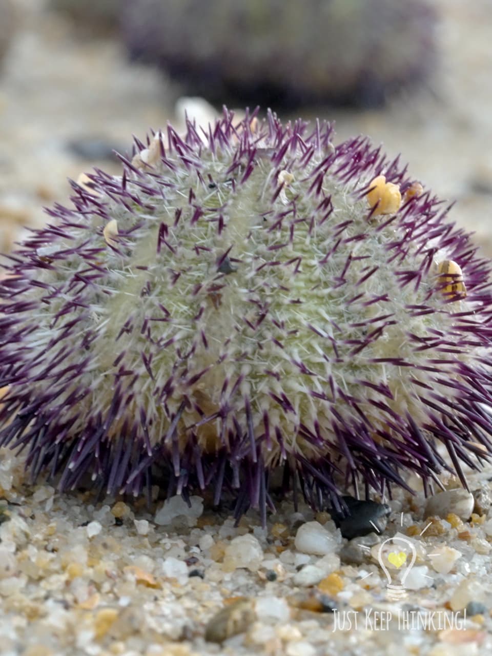 08_Passion Salmacis Urchin_GradedJKT
