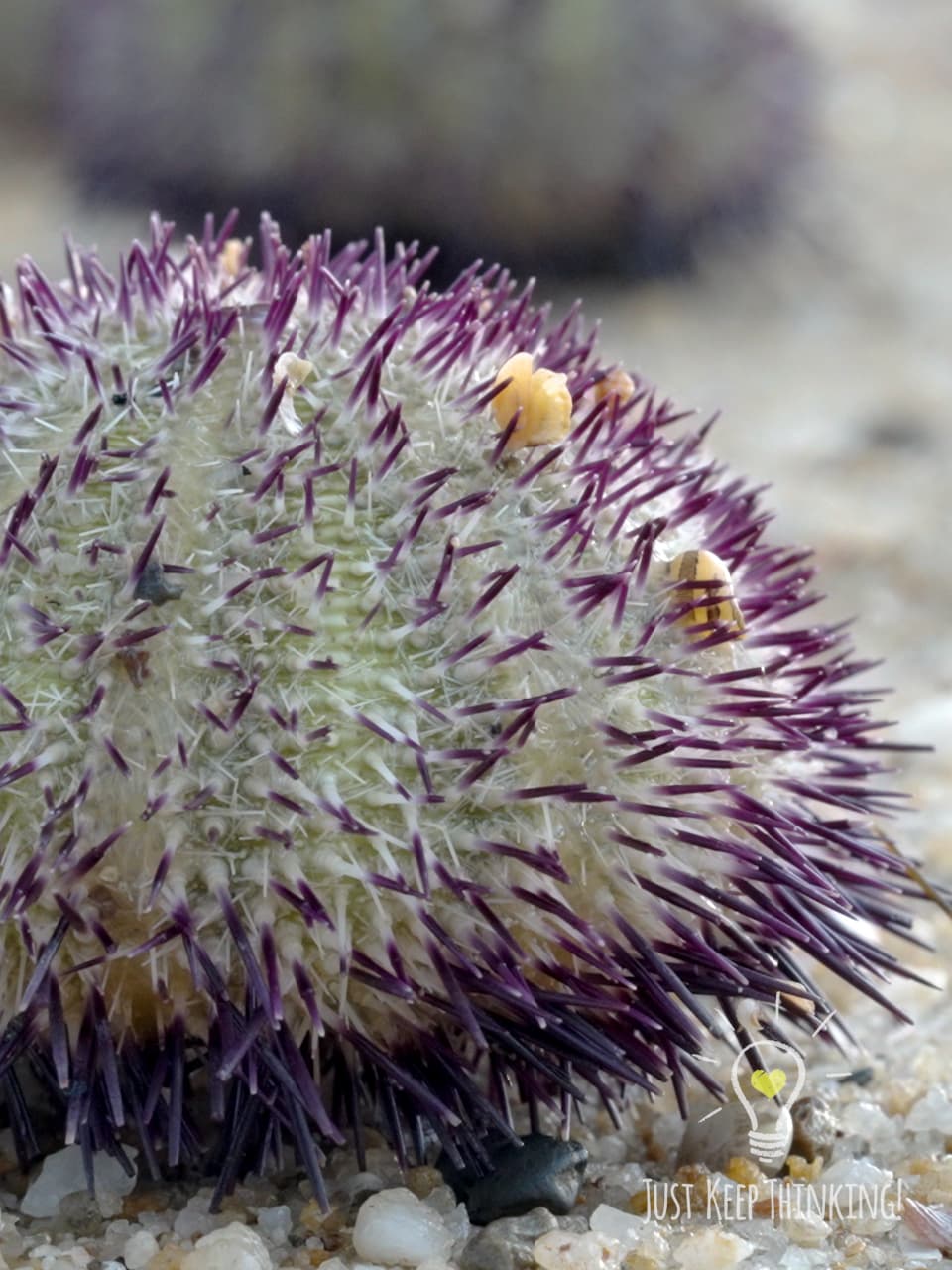 09_Passion Salmacis Urchin_GradedJKT