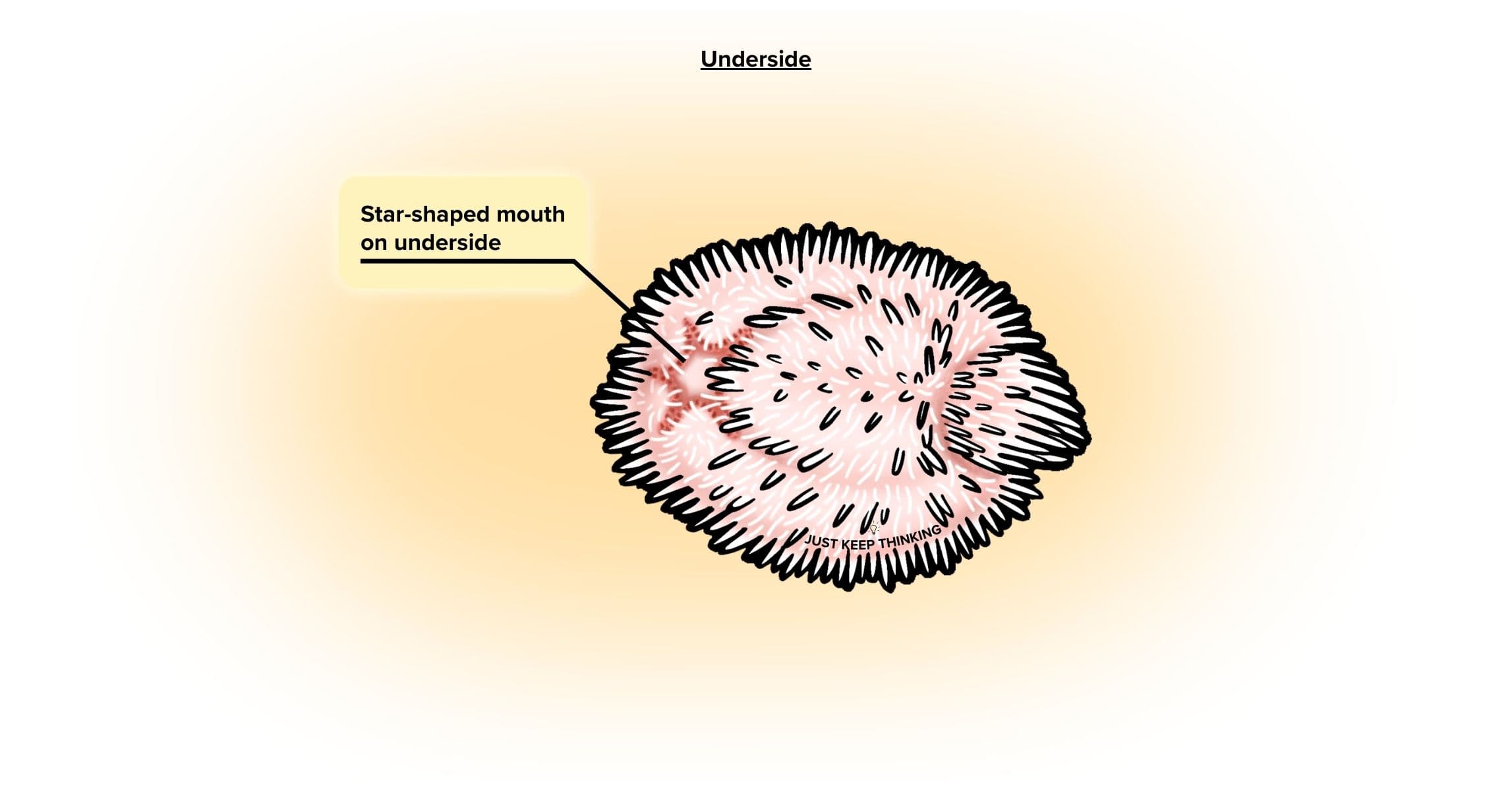 Keeled heart urchin underside_Animal Infographic