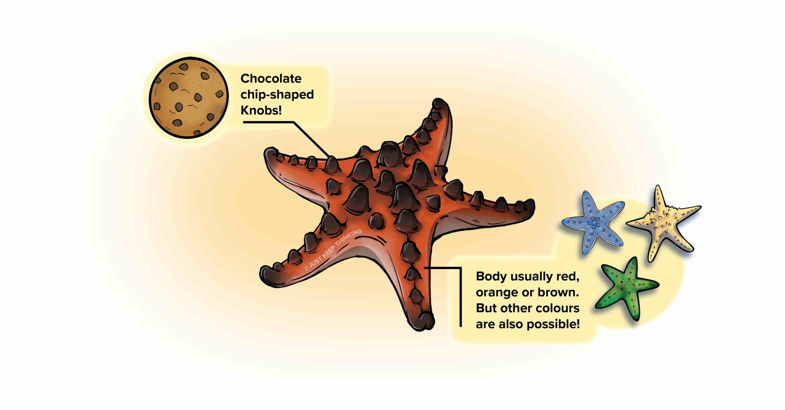 Knobbly Sea Star_For Website