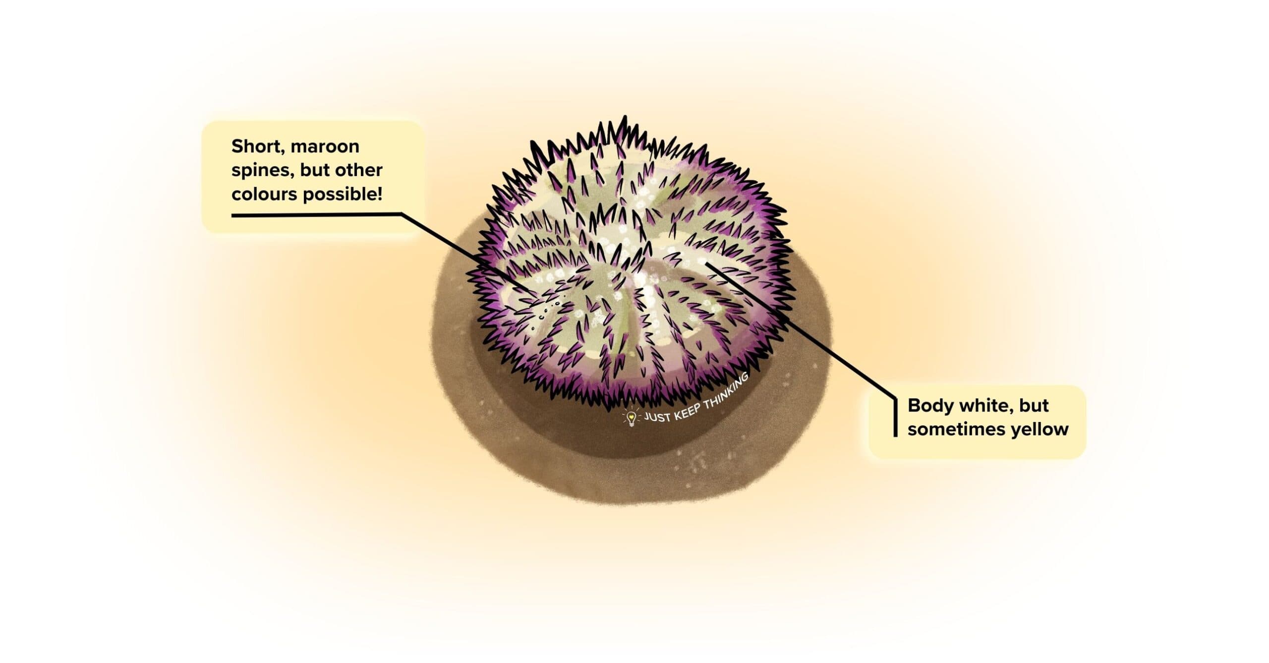 Passion salmacis urchin_Infographic