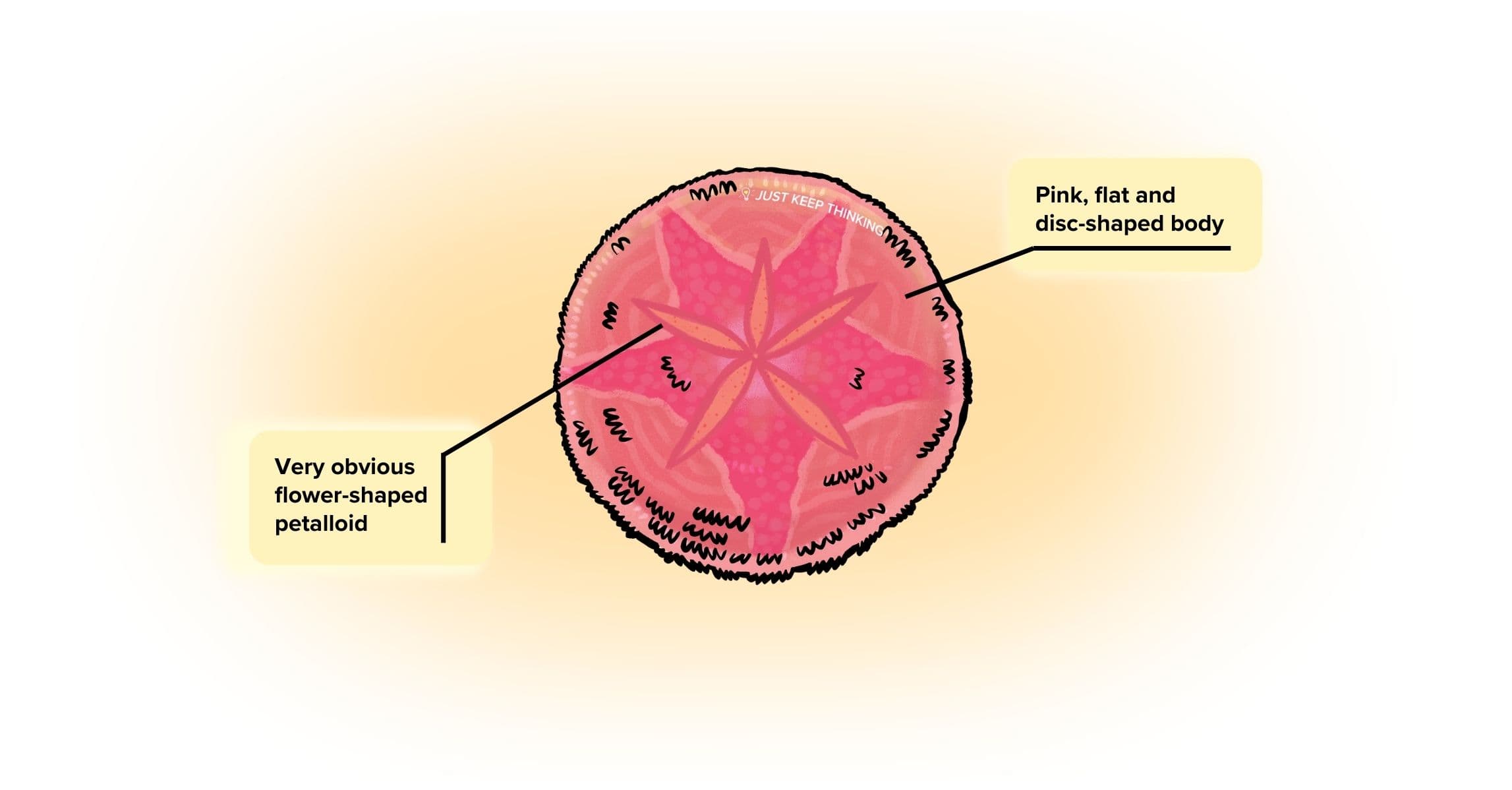 Pink sand dollar_Infographic