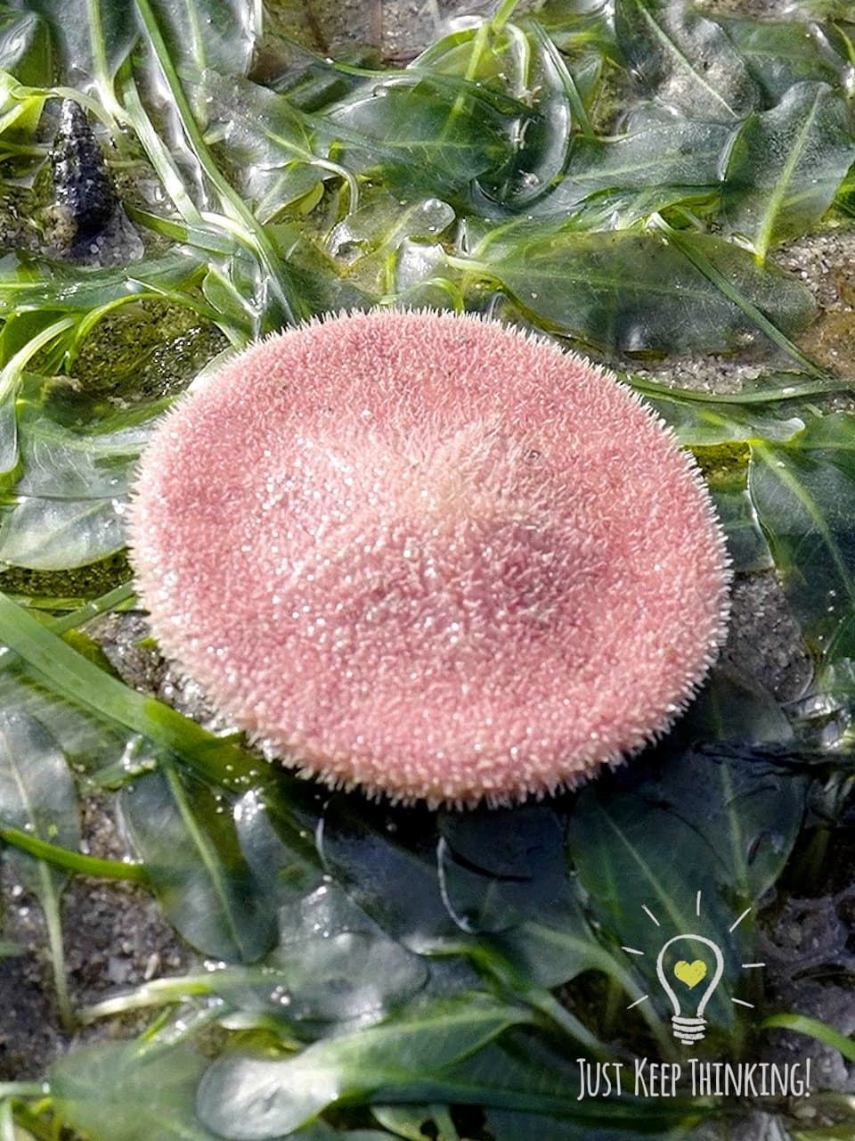 Pink Sand Dollar