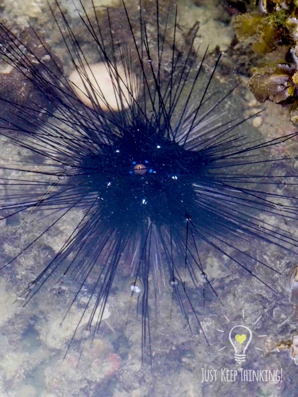 x_Diadema Sea Urchin_GradedJKT
