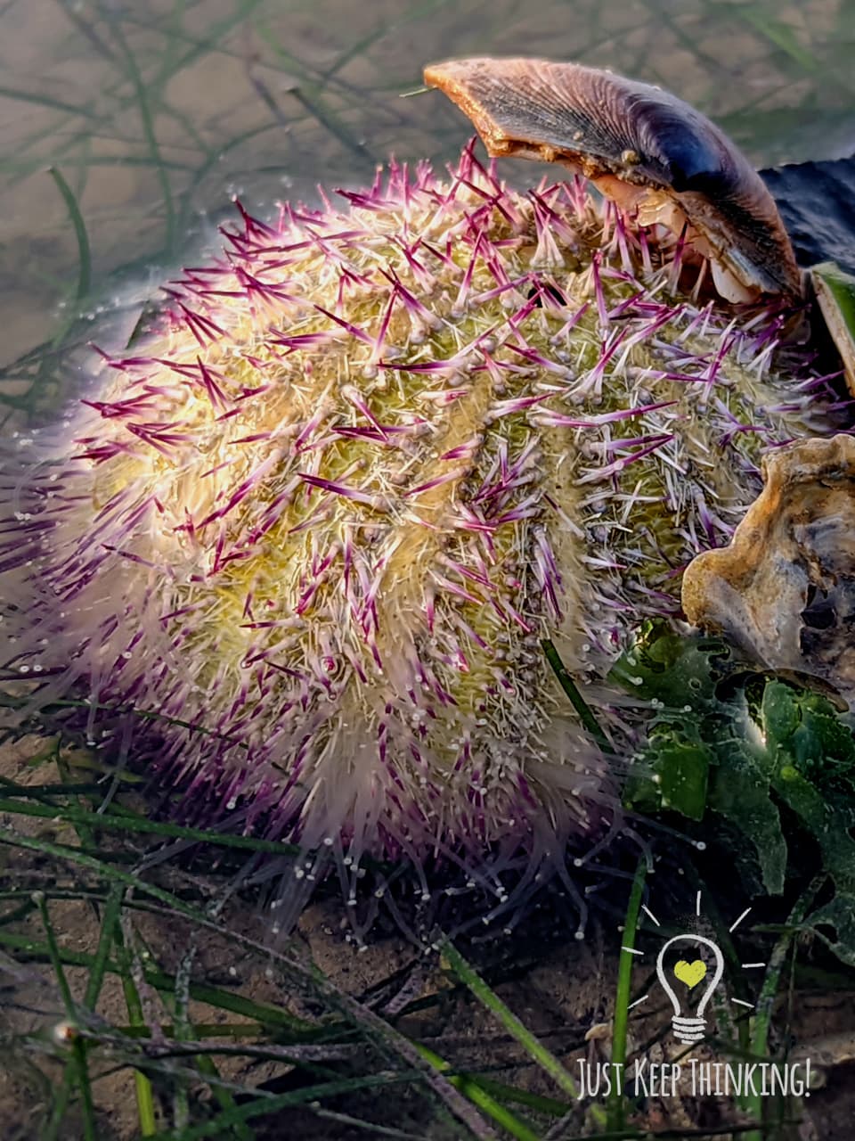 Passion Salamcis Urchin