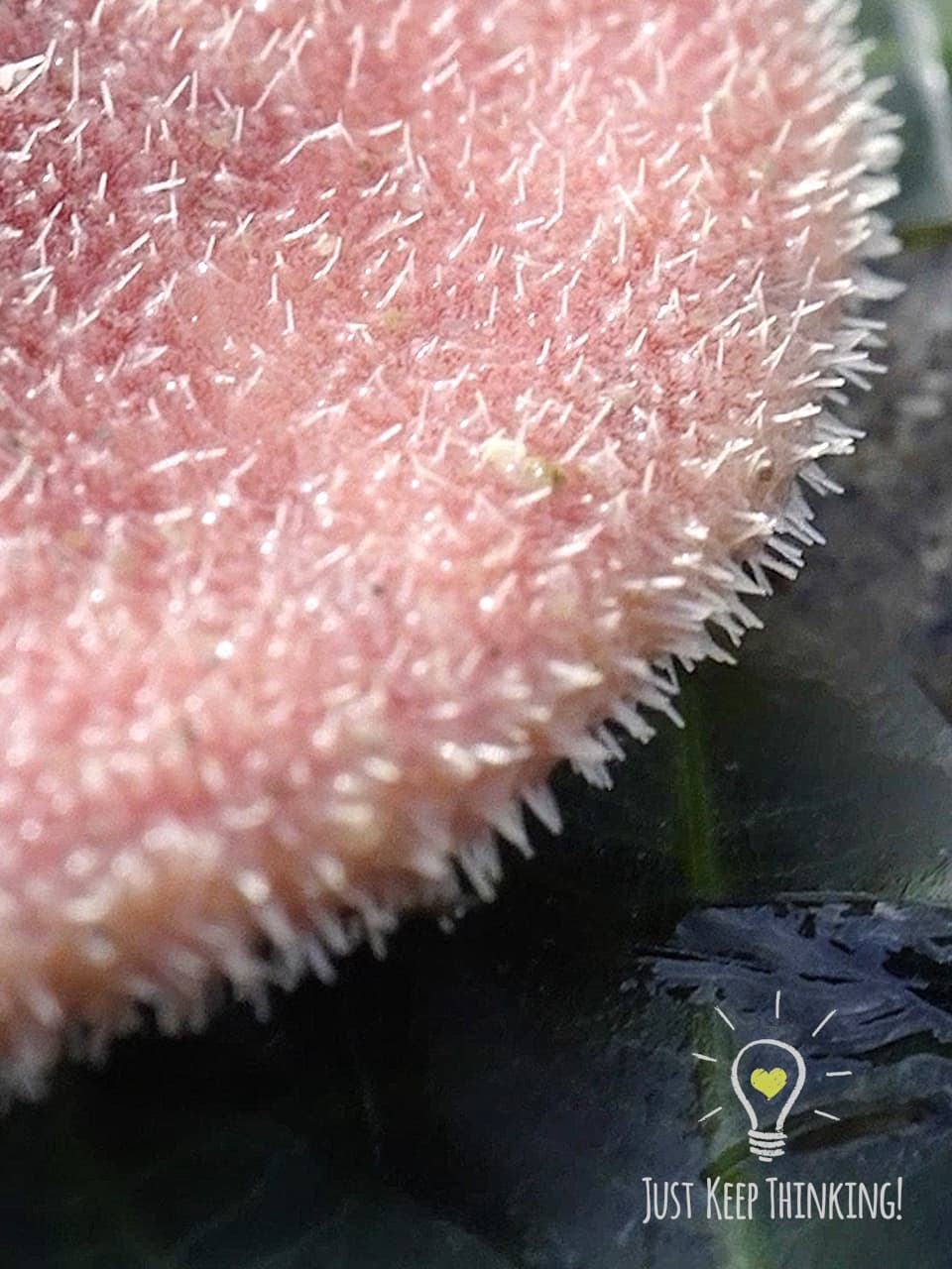 Pink Sand Dollar