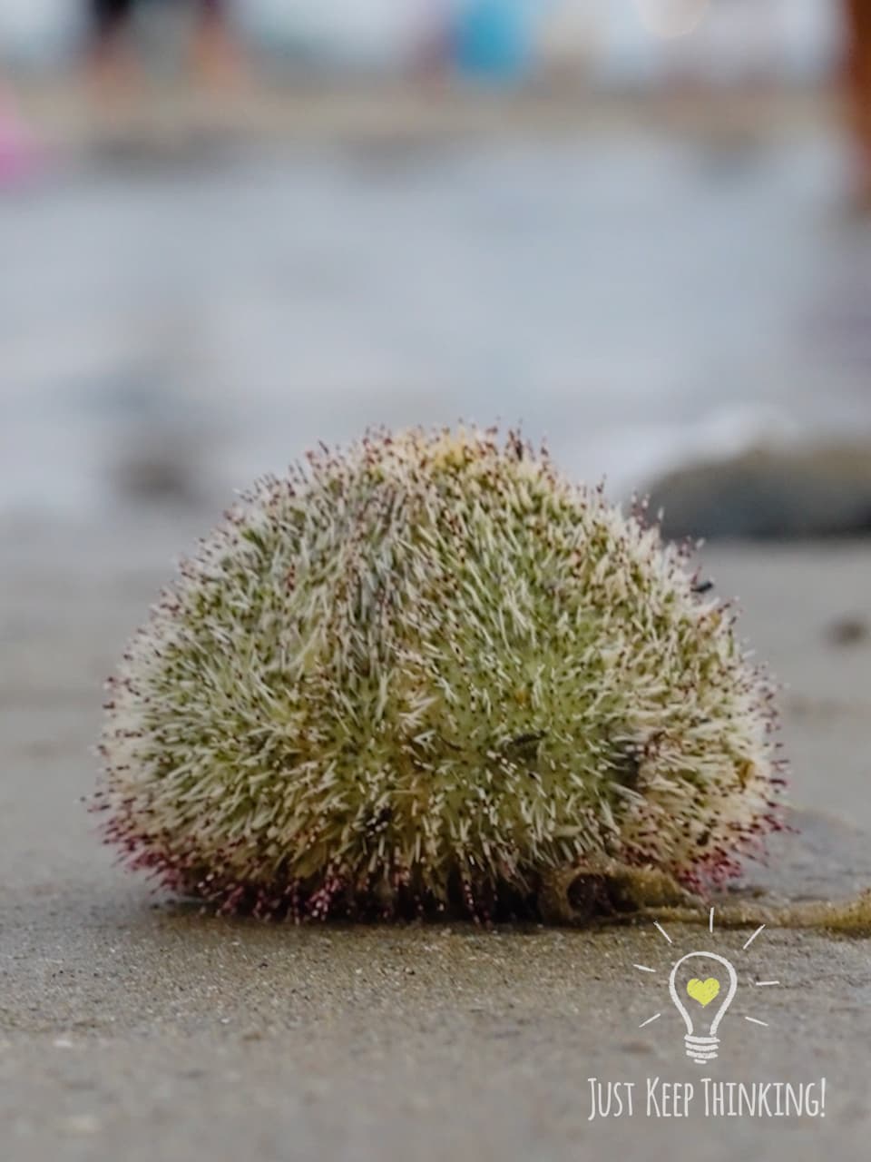 x_White Salamacis Urchin_GradedJKT
