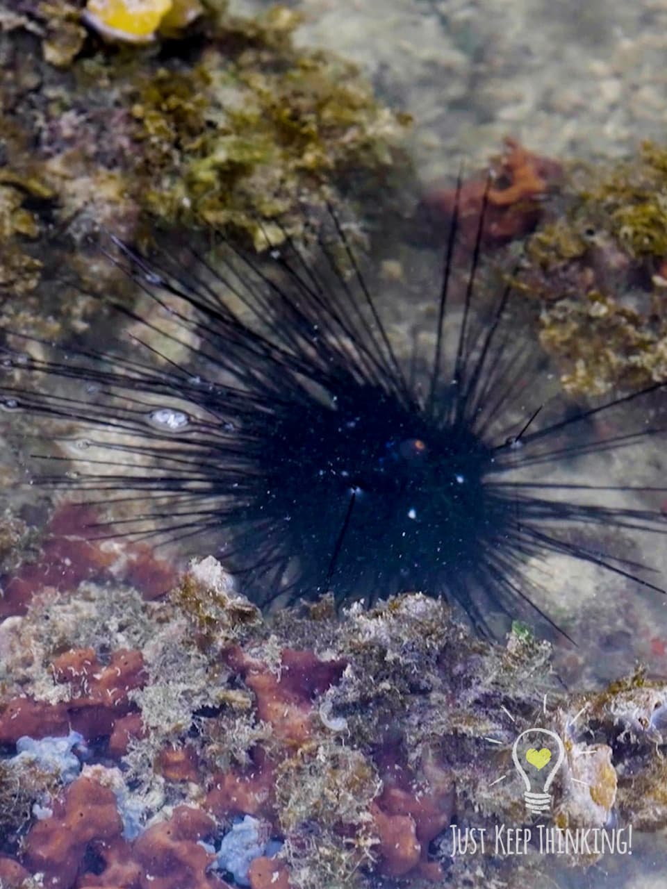 xx_Diadema Sea Urchin_GradedJKT