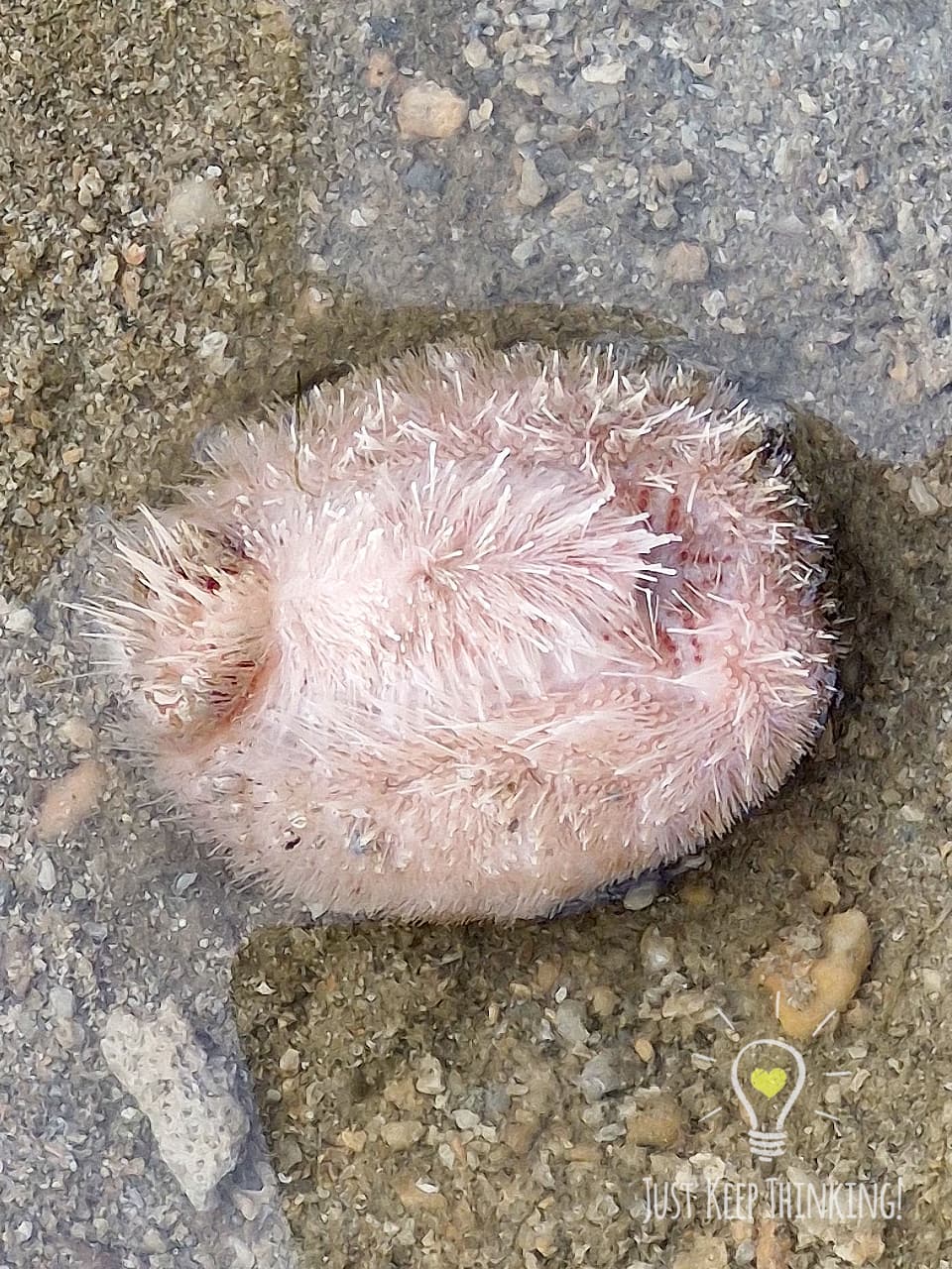 Keeled Heart Urchin