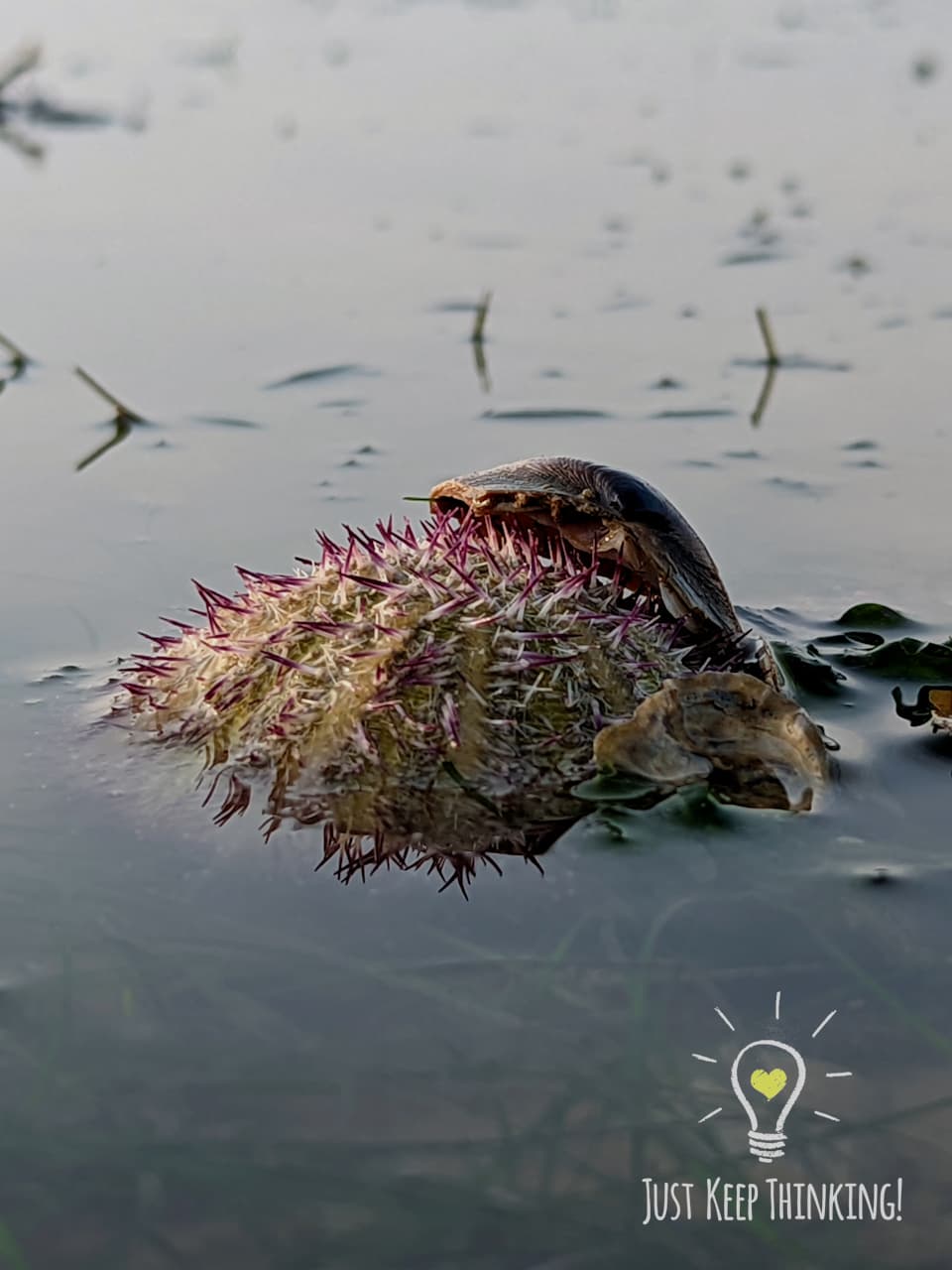 Passion Salamcis Urchin