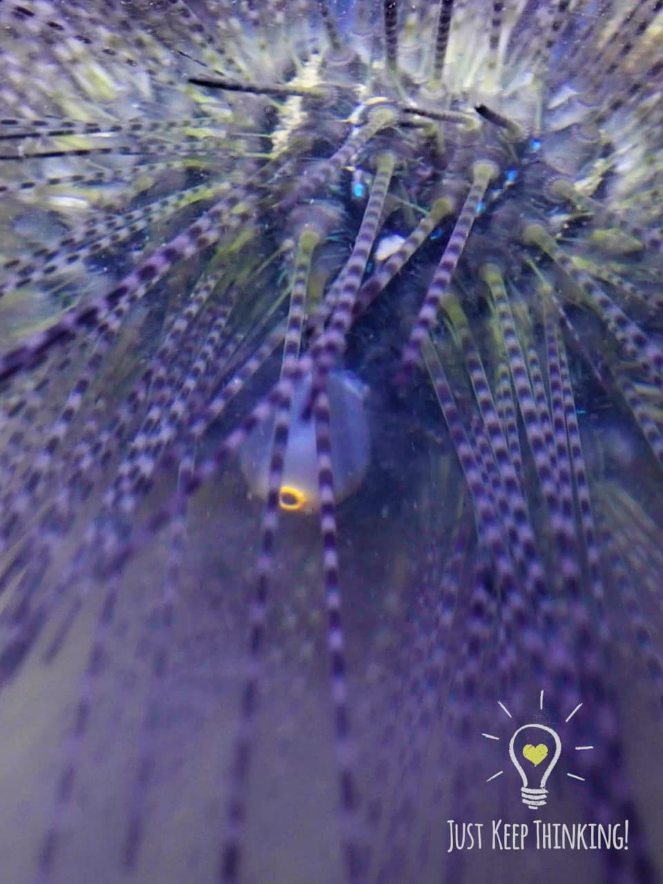 xxx_Diadema Sea Urchin_GradedJKT