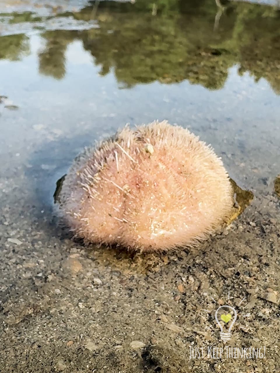 Keeled Heart Urchin