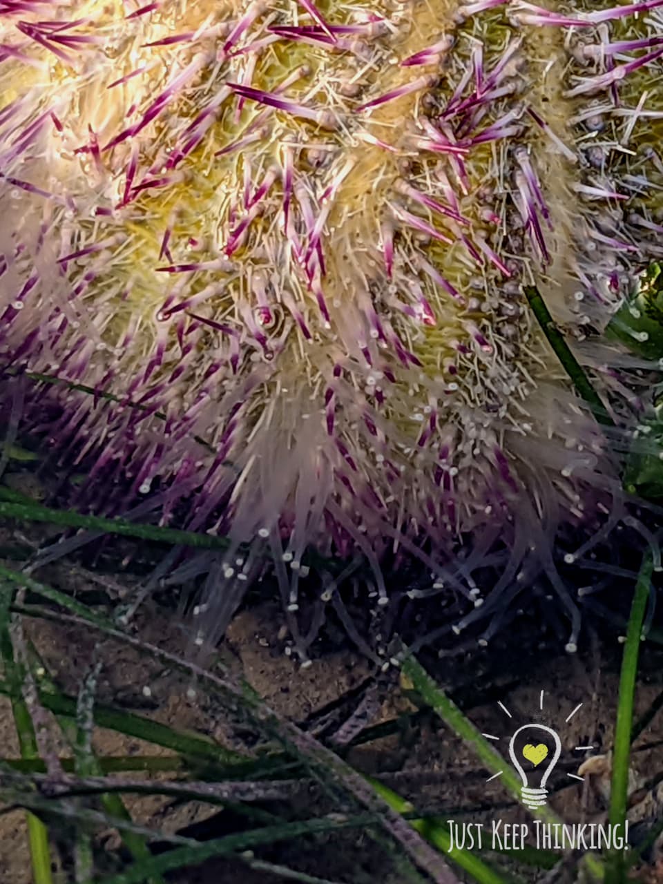 xxx_Passion Salamcis Urchin_GradedJKT