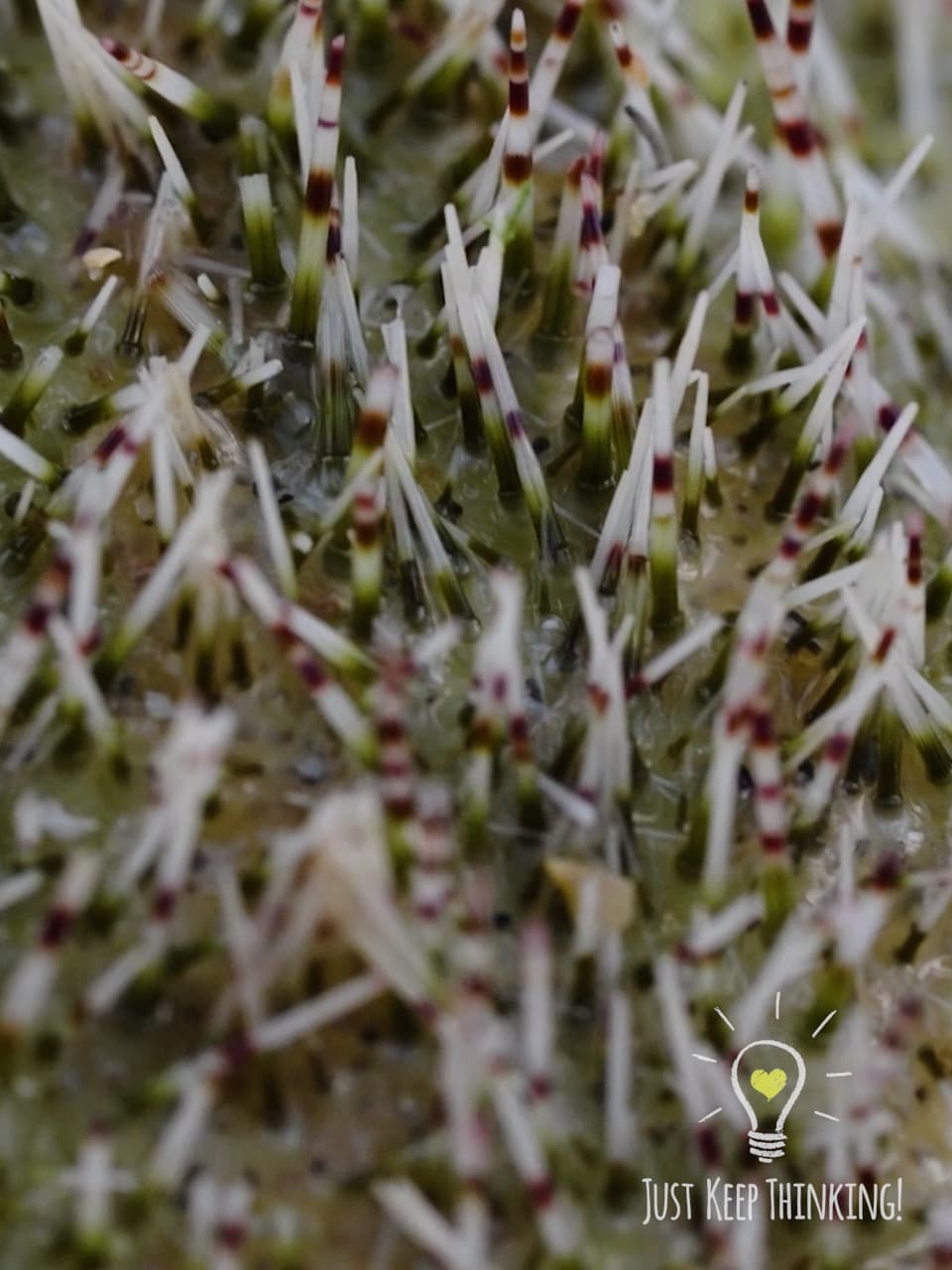 xxx_White Salamacis Urchin_GradedJKT