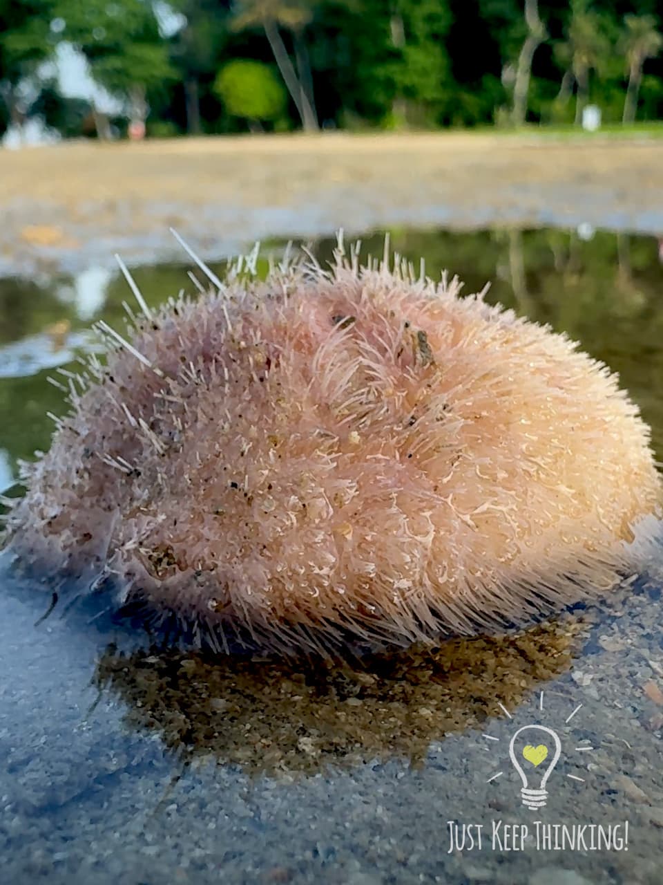 Keeled Heart Urchin