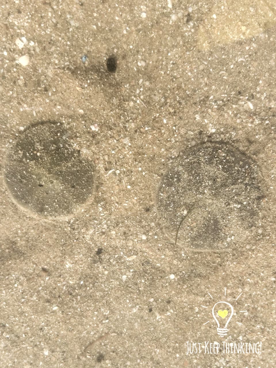 Cake Sand Dollar
