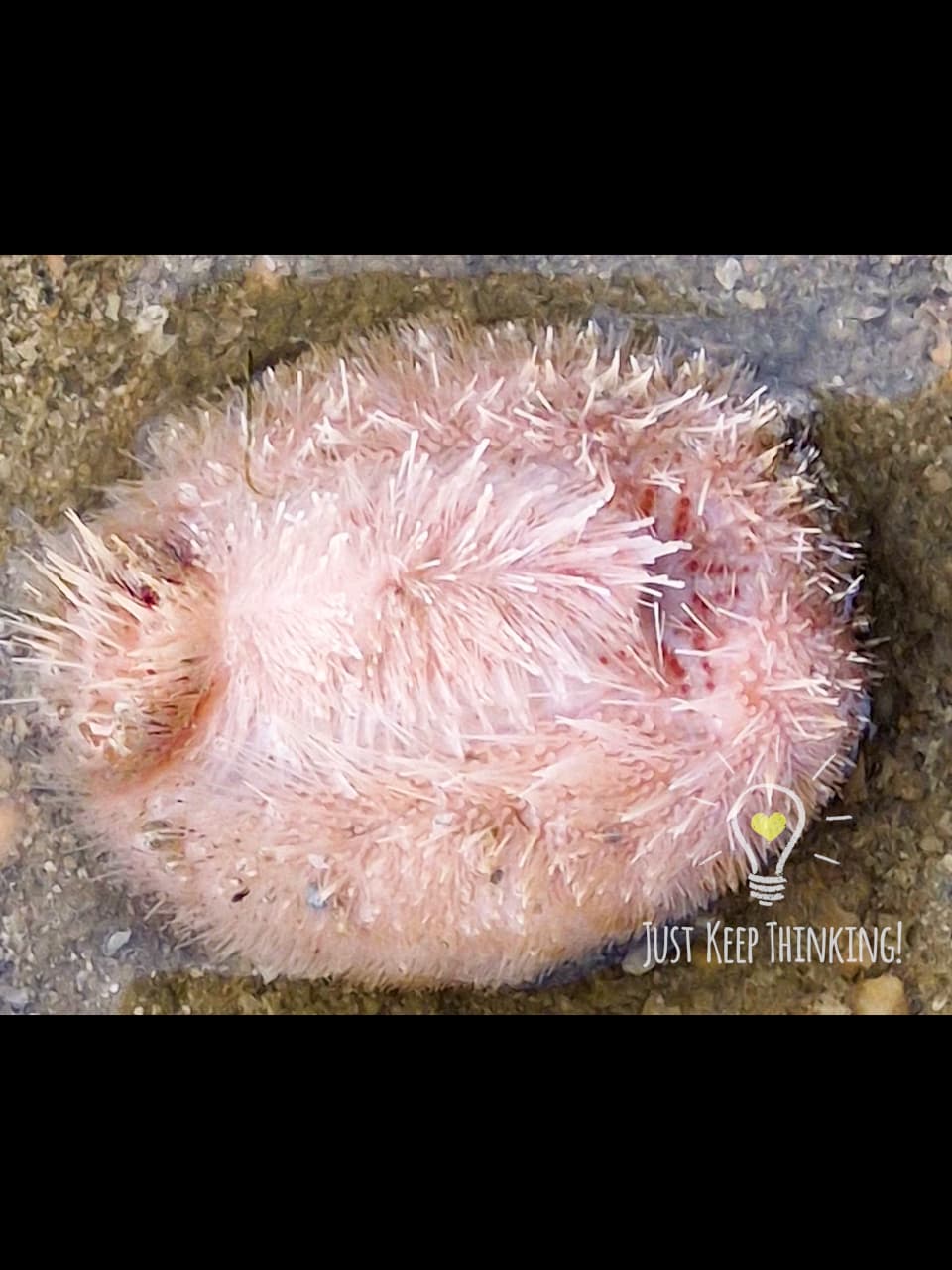Keeled Heart Urchin