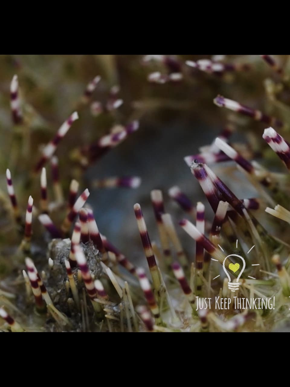 xxxxx_White Salamacis Urchin_GradedJKT