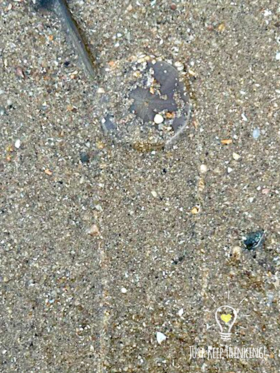 Cake Sand Dollar
