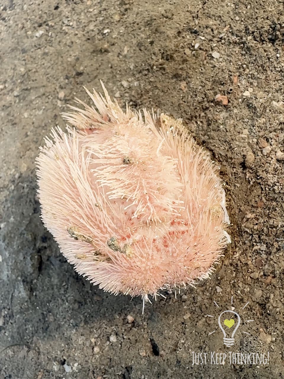 Keeled Heart Urchin